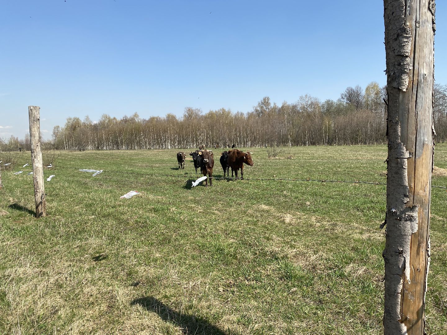 Чехов, ферма, электрический пастух, коровы, экономика