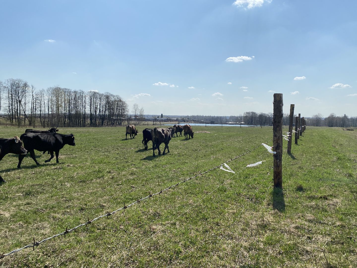 Чехов, ферма, электрический пастух, коровы, экономика