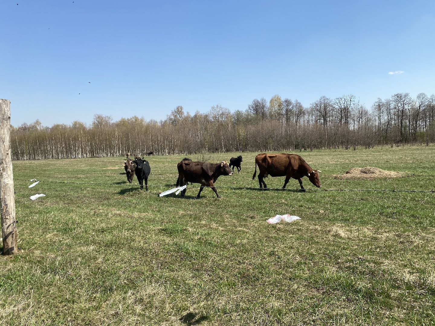 Чехов, ферма, электрический пастух, коровы, экономика