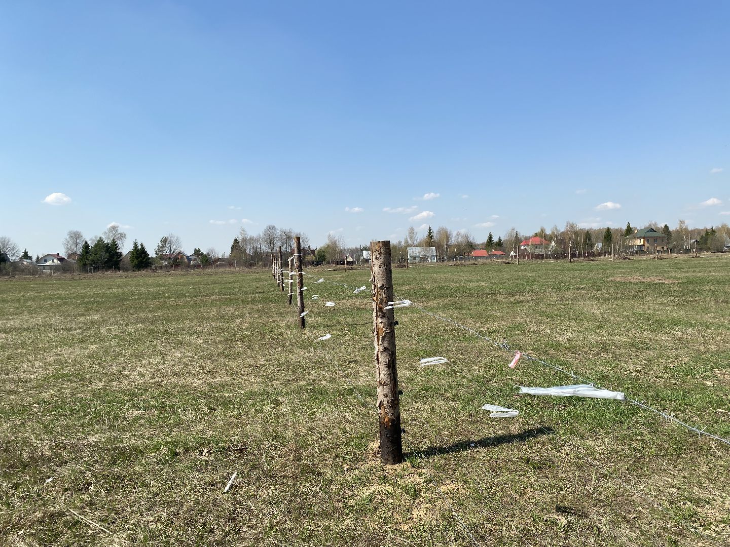 Чехов, ферма, электрический пастух, коровы, экономика