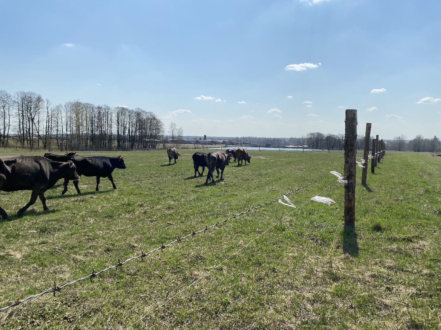 Чехов, ферма, электрический пастух, коровы, экономика