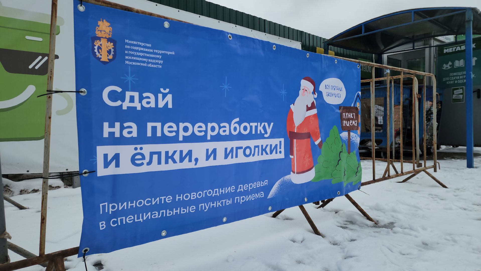 Черноголовка, экологическая акция, утилизация елей,