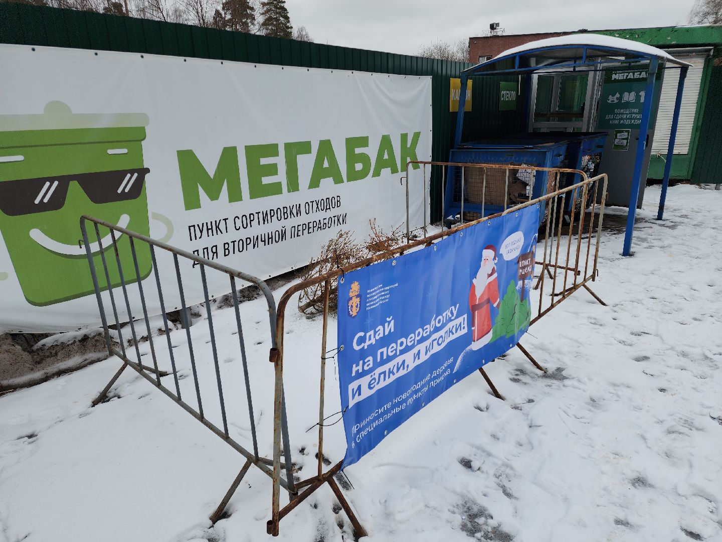 Черноголовка, экологическая акция, утилизация елей,