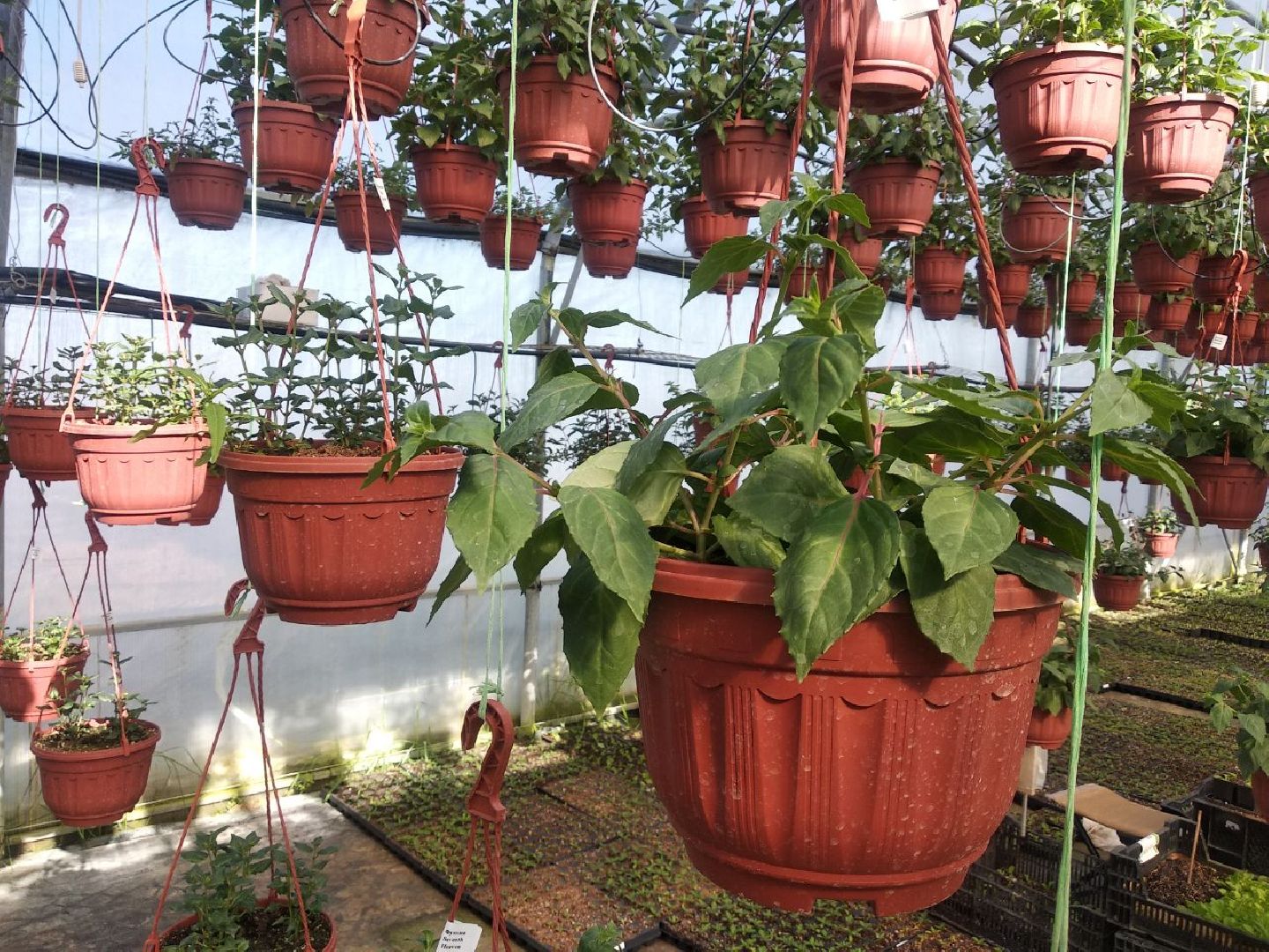 Дмитров, Питомник Фирсовых, Минсельхоз МО