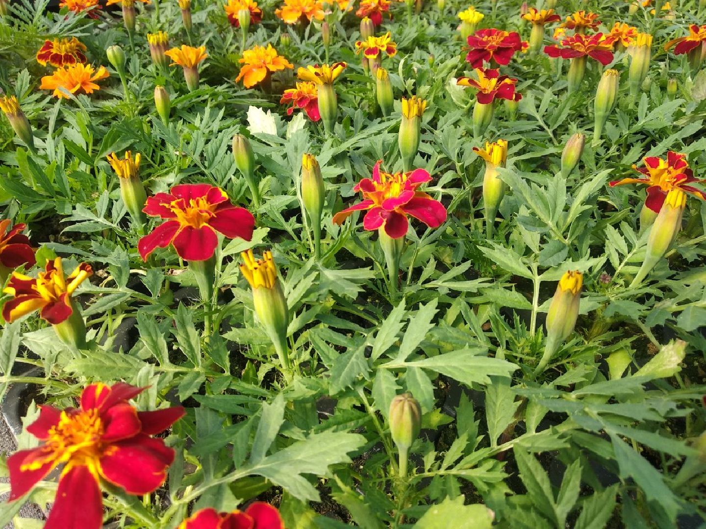 Дмитров, Питомник Фирсовых, Минсельхоз МО