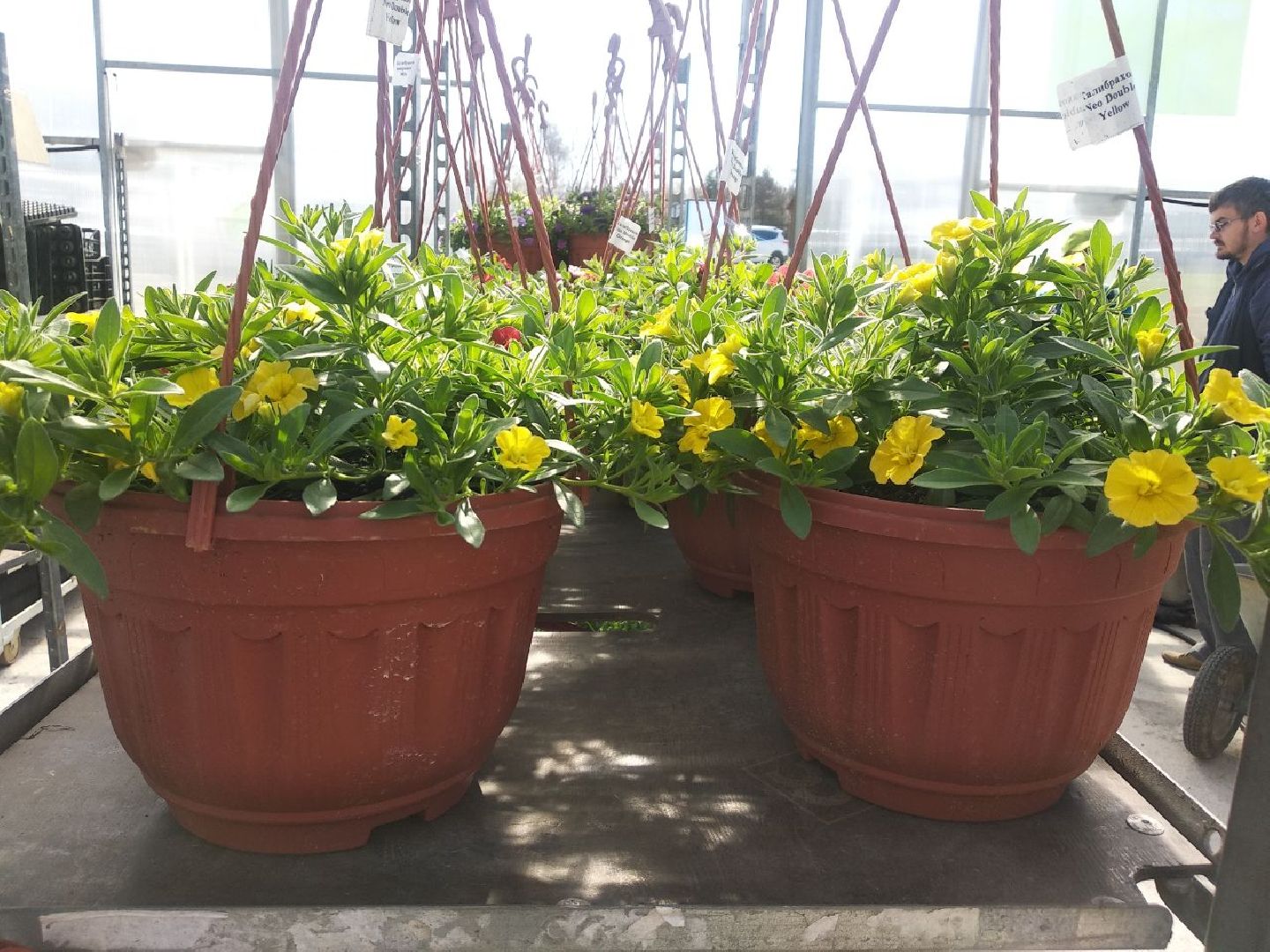 Дмитров, Питомник Фирсовых, Минсельхоз МО