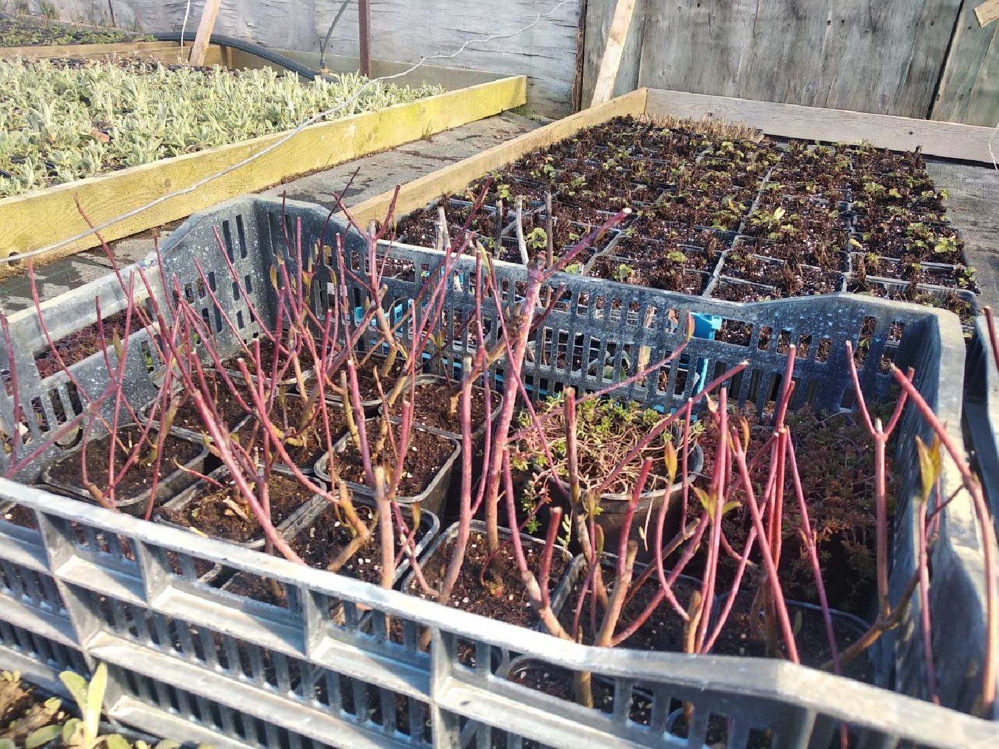 Дмитров, Питомник Фирсовых, Минсельхоз МО