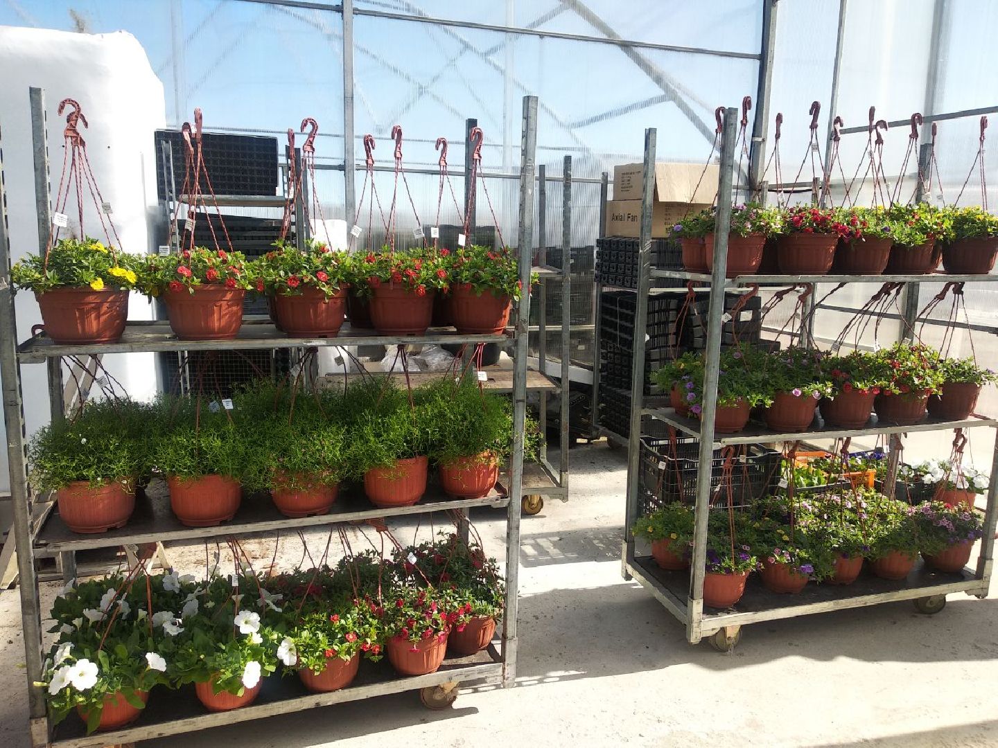 Дмитров, Питомник Фирсовых, Минсельхоз МО