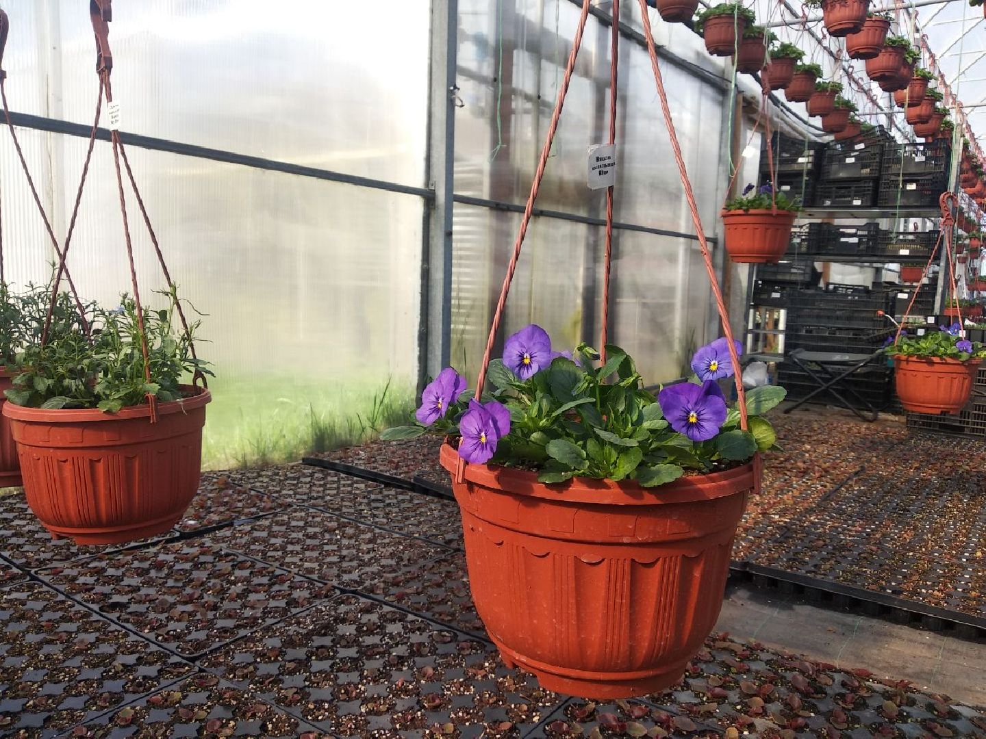 Дмитров, Питомник Фирсовых, Минсельхоз МО