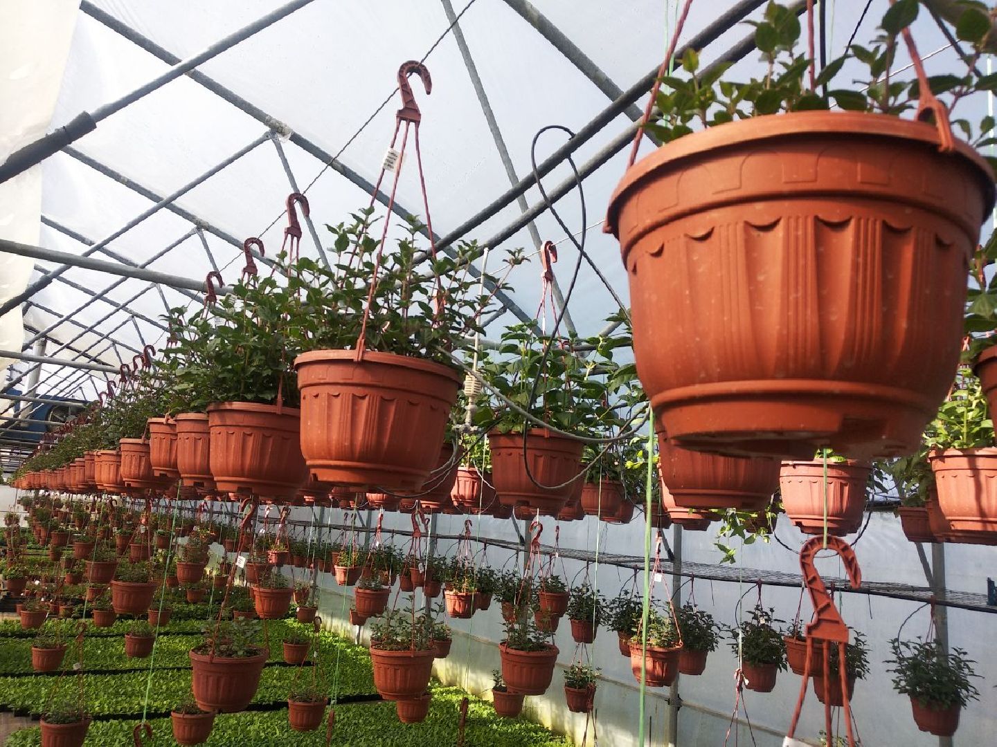 Дмитров, Питомник Фирсовых, Минсельхоз МО