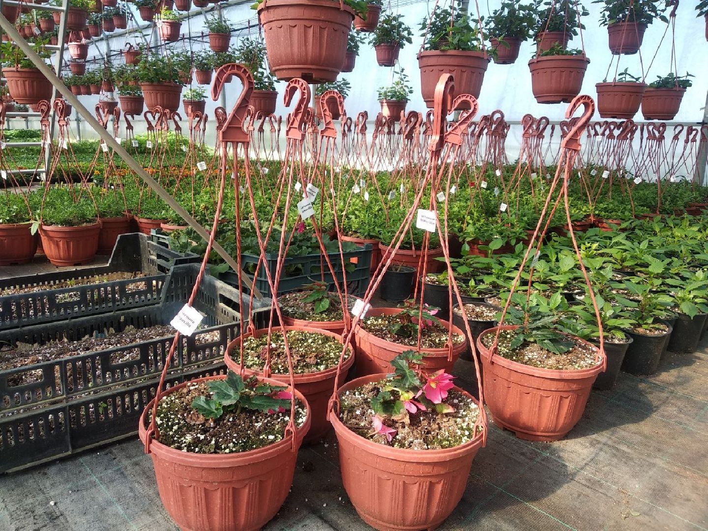 Дмитров, Питомник Фирсовых, Минсельхоз МО