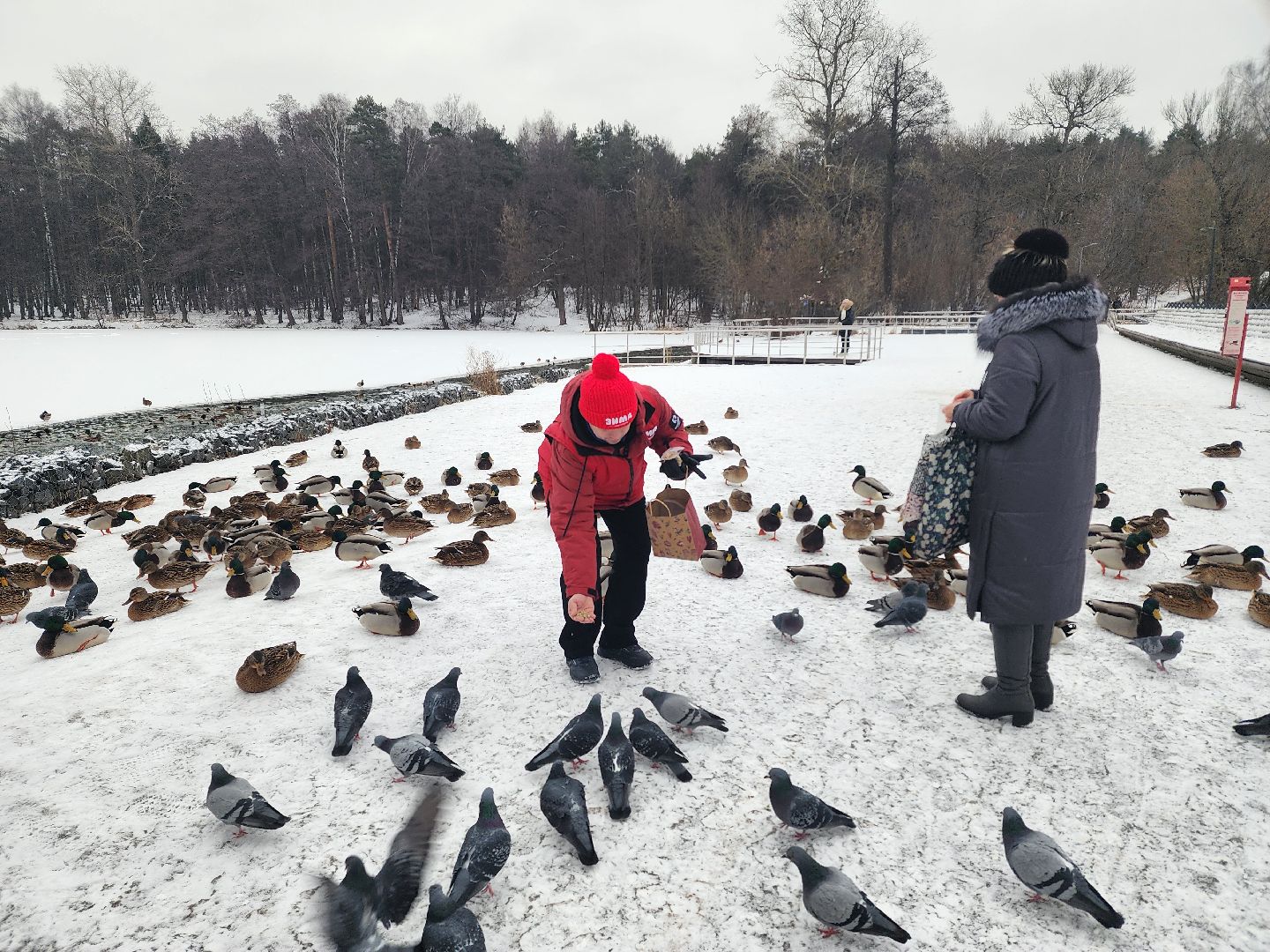 птицы, утки, голуби, зима, зима в парках, зима в подмосковье, покорми птиц, корм для птиц, покорми птиц зимой,