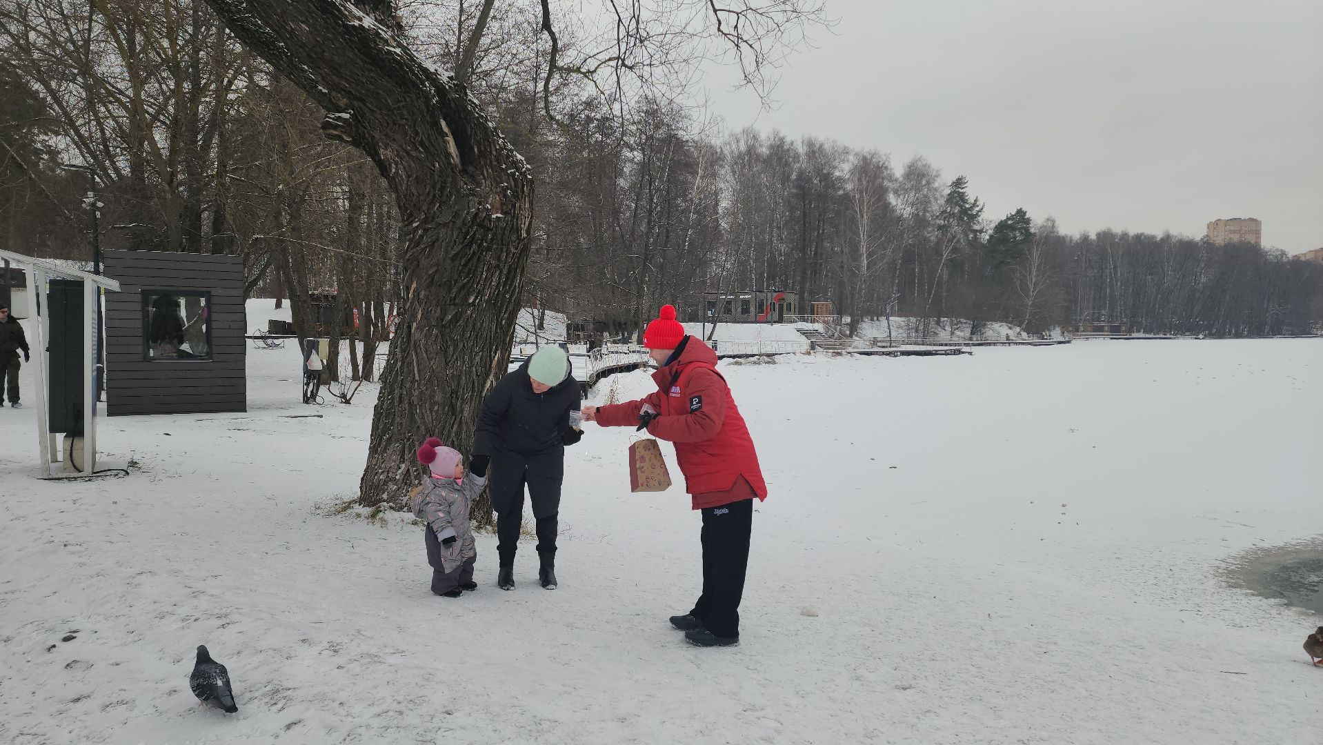 птицы, утки, голуби, зима, зима в парках, зима в подмосковье, покорми птиц, корм для птиц, покорми птиц зимой,