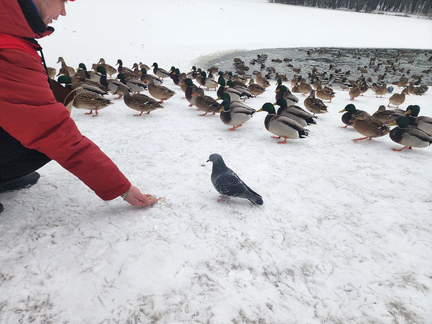 птицы, утки, голуби, зима, зима в парках, зима в подмосковье, покорми птиц, корм для птиц, покорми птиц зимой,