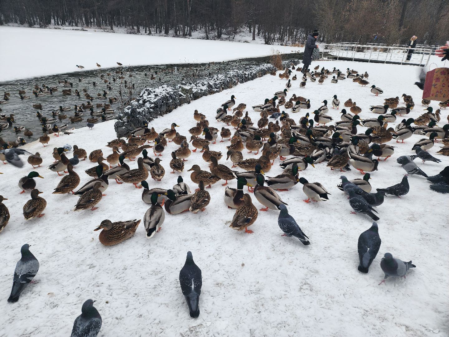птицы, утки, голуби, зима, зима в парках, зима в подмосковье, покорми птиц, корм для птиц, покорми птиц зимой,
