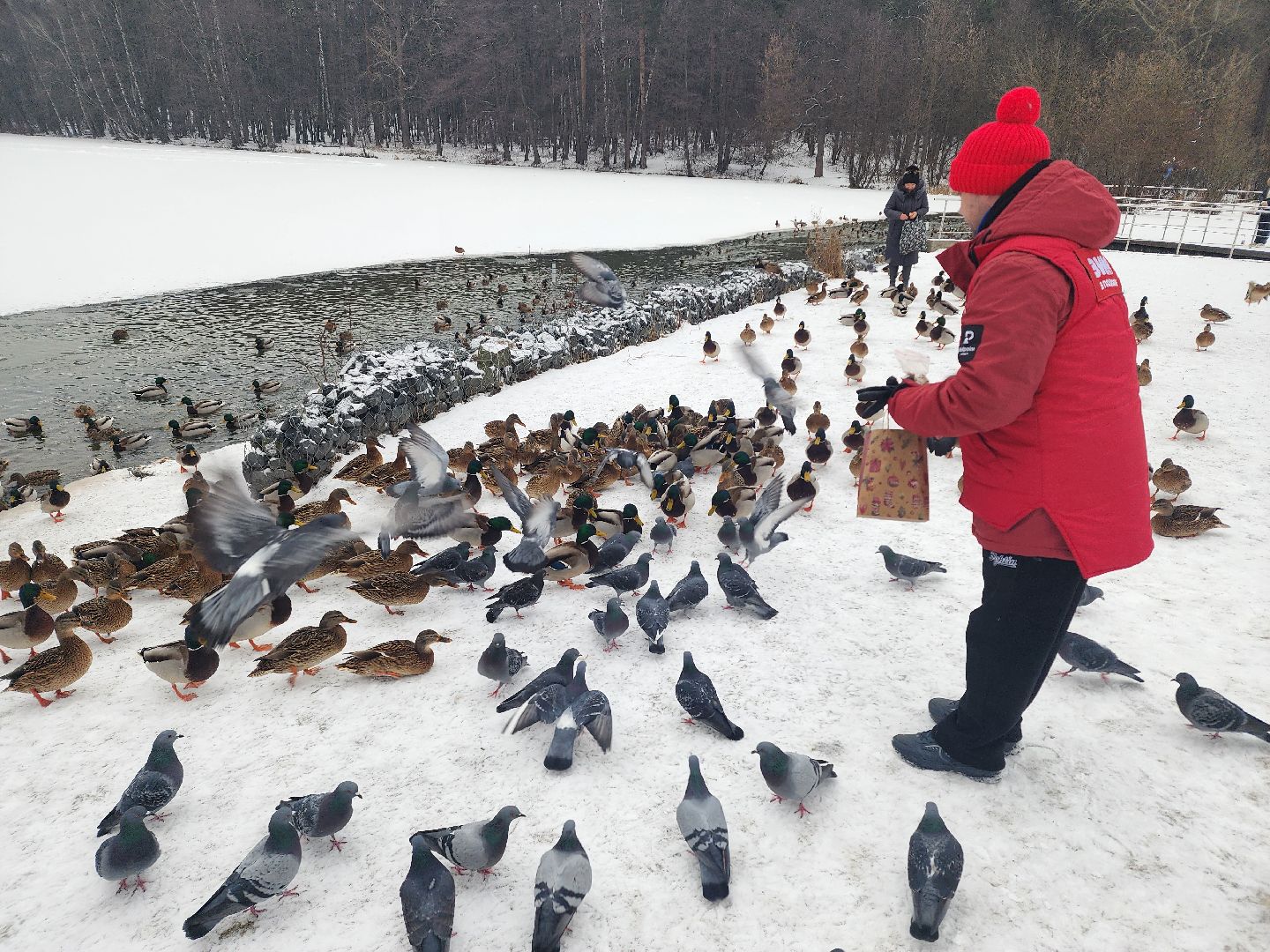 птицы, утки, голуби, зима, зима в парках, зима в подмосковье, покорми птиц, корм для птиц, покорми птиц зимой,