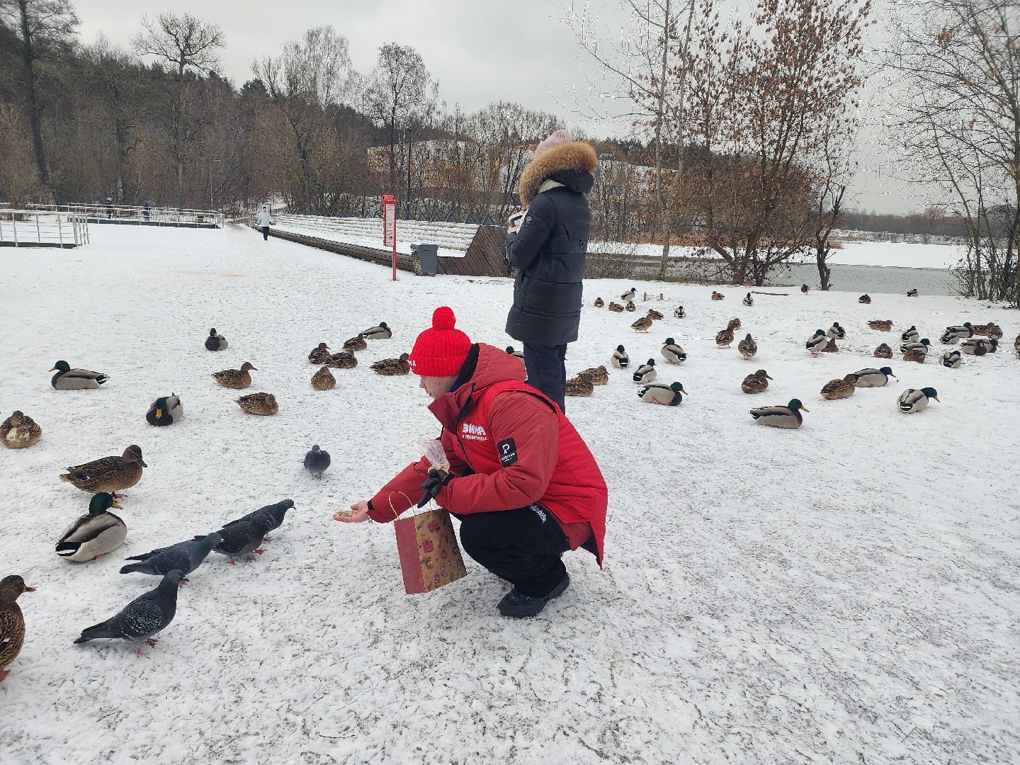 птицы, утки, голуби, зима, зима в парках, зима в подмосковье, покорми птиц, корм для птиц, покорми птиц зимой,