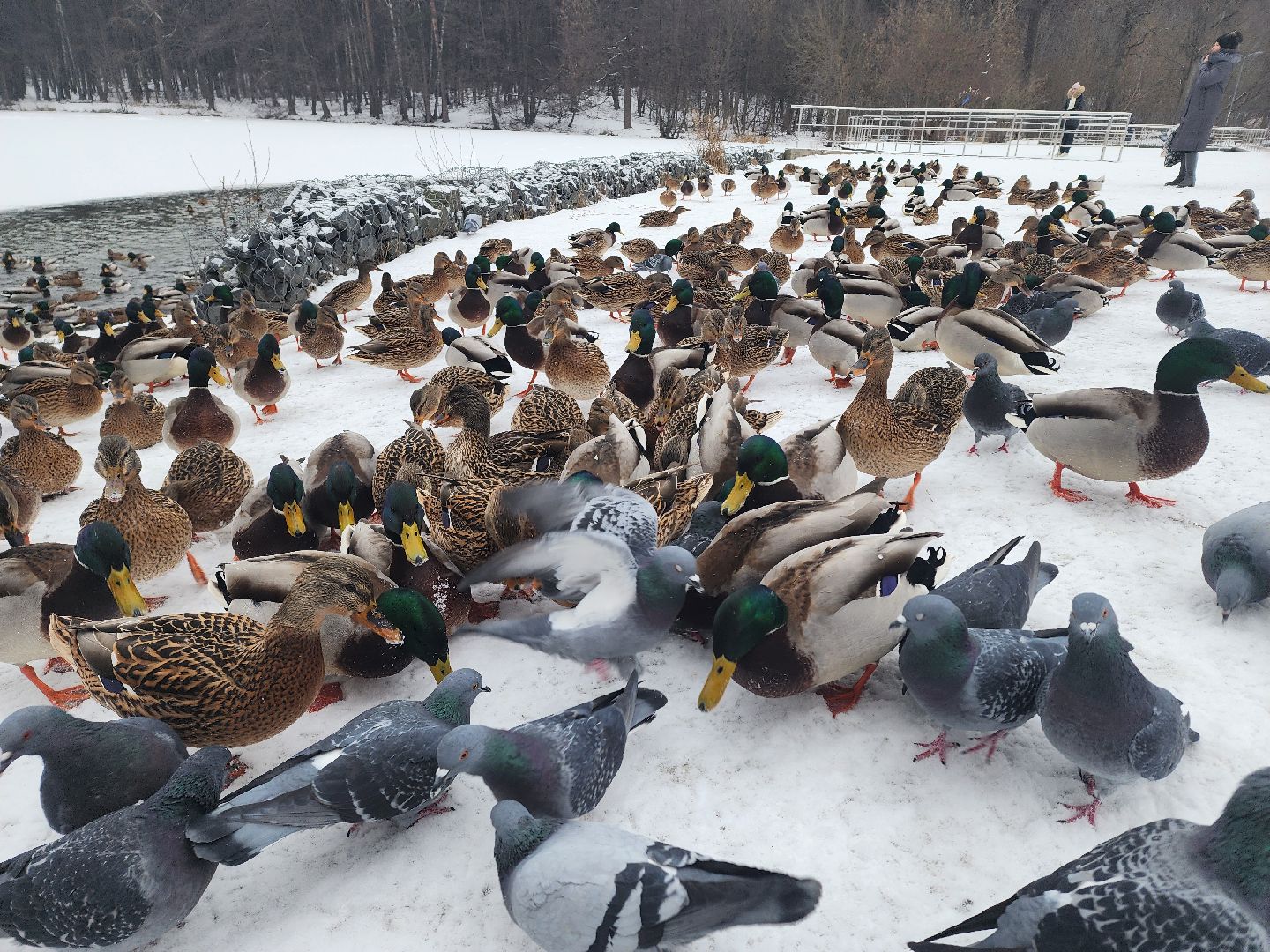 птицы, утки, голуби, зима, зима в парках, зима в подмосковье, покорми птиц, корм для птиц, покорми птиц зимой,