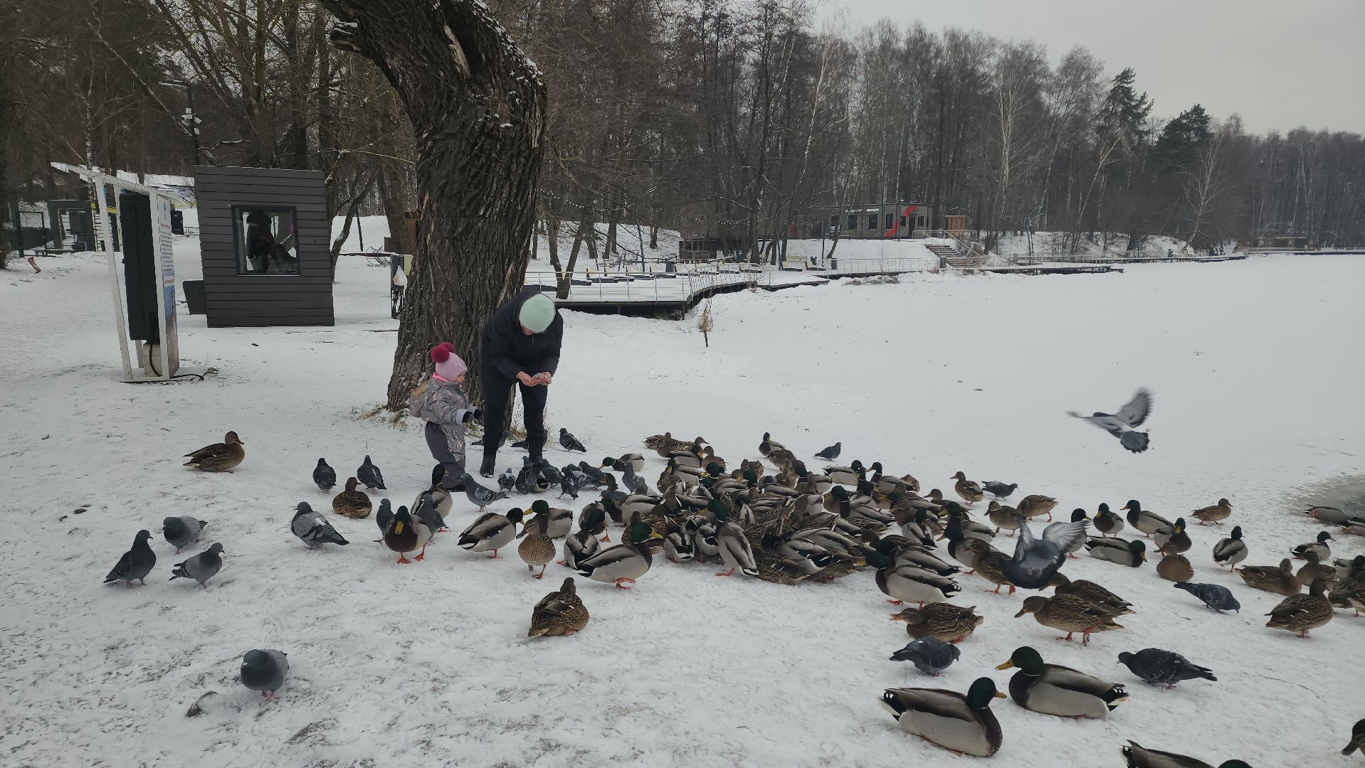 птицы, утки, голуби, зима, зима в парках, зима в подмосковье, покорми птиц, корм для птиц, покорми птиц зимой,