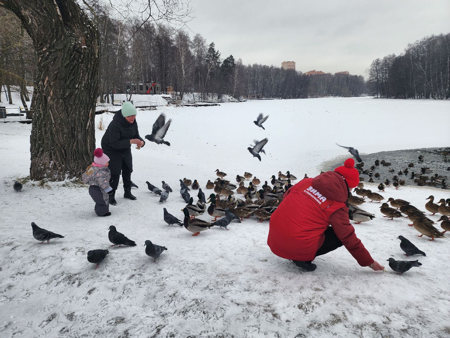 птицы, утки, голуби, зима, зима в парках, зима в подмосковье, покорми птиц, корм для птиц, покорми птиц зимой,