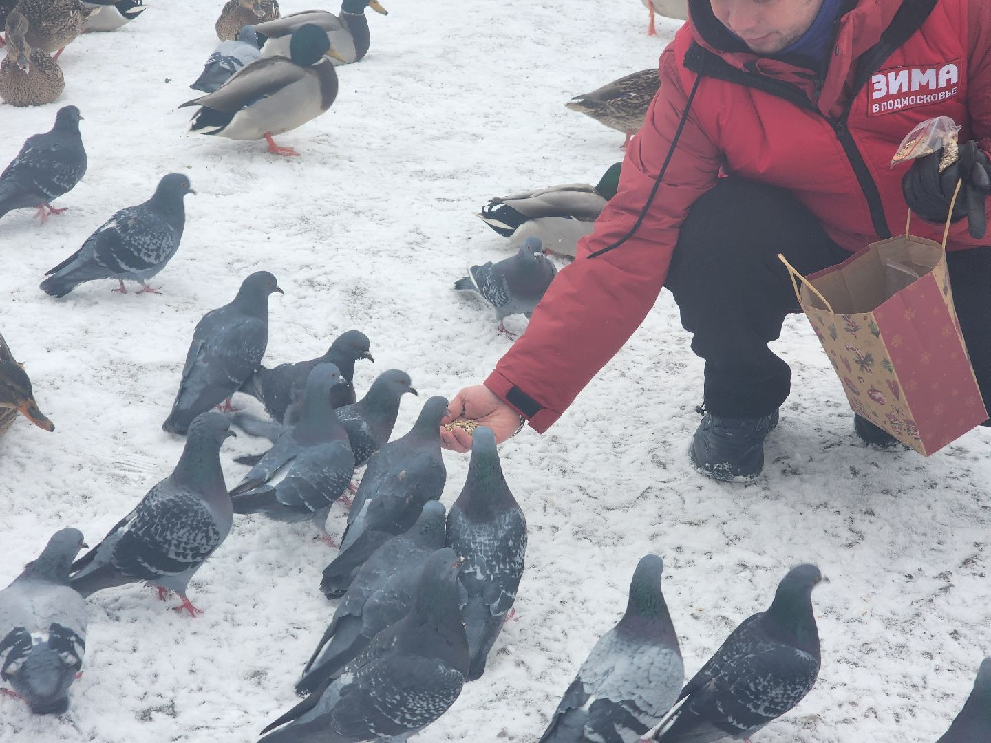 птицы, утки, голуби, зима, зима в парках, зима в подмосковье, покорми птиц, корм для птиц, покорми птиц зимой,