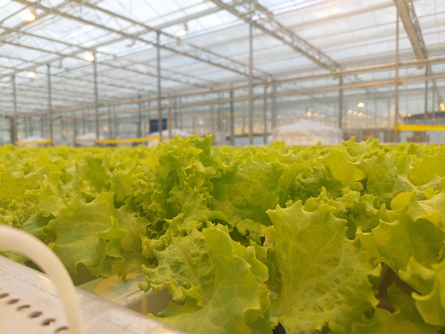 экономика, производство, Воскресенск