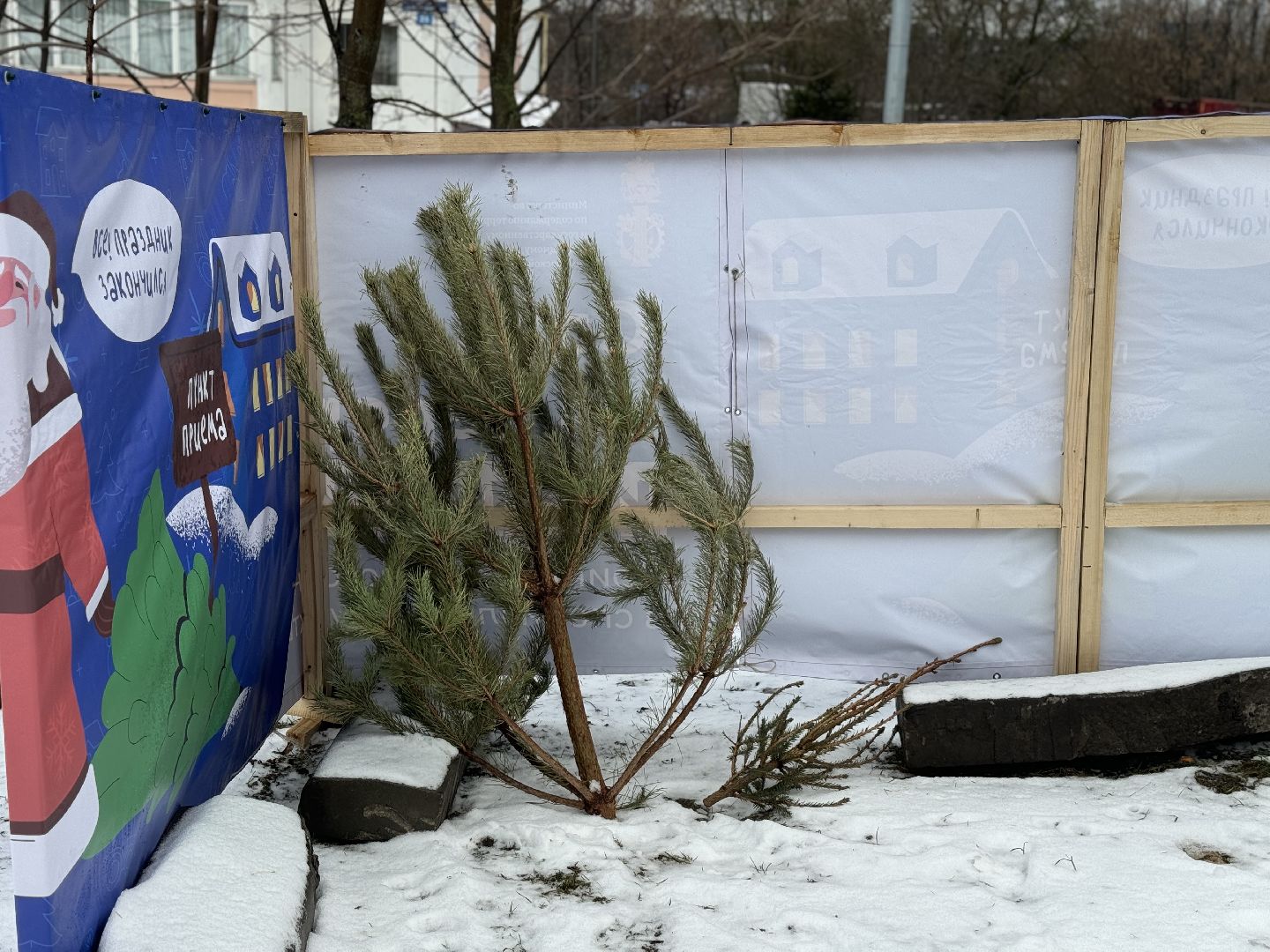 Акция, Новогодние ели, ленинский городской округ,