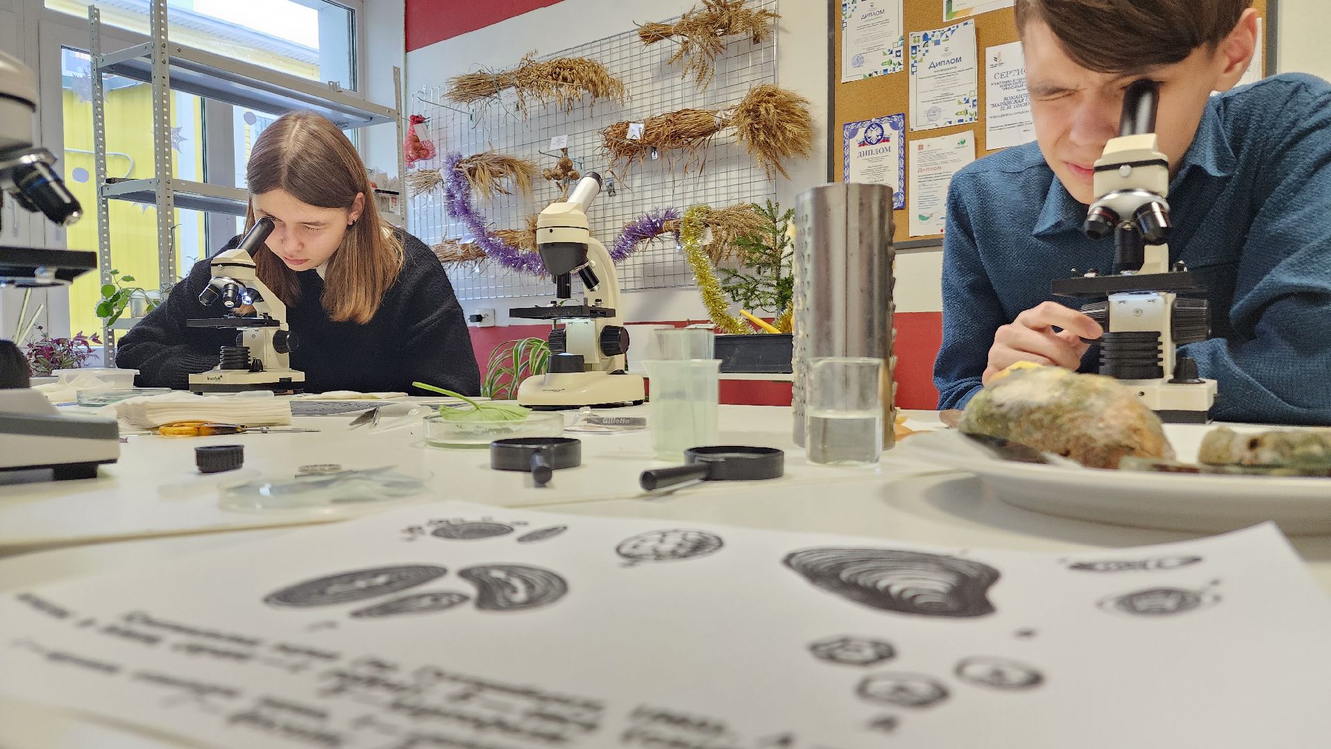 ступино, образование ступино, Малинская школа, агроклассы,