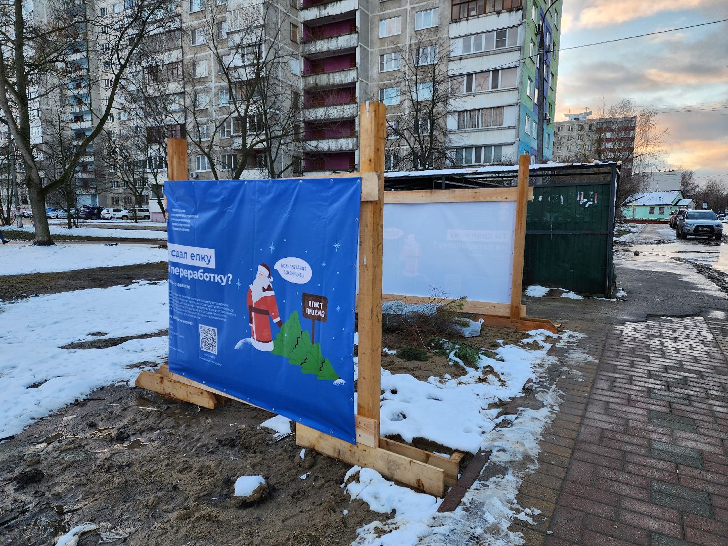 раменское, экология, акция по сбору старых живых новогодних елей,