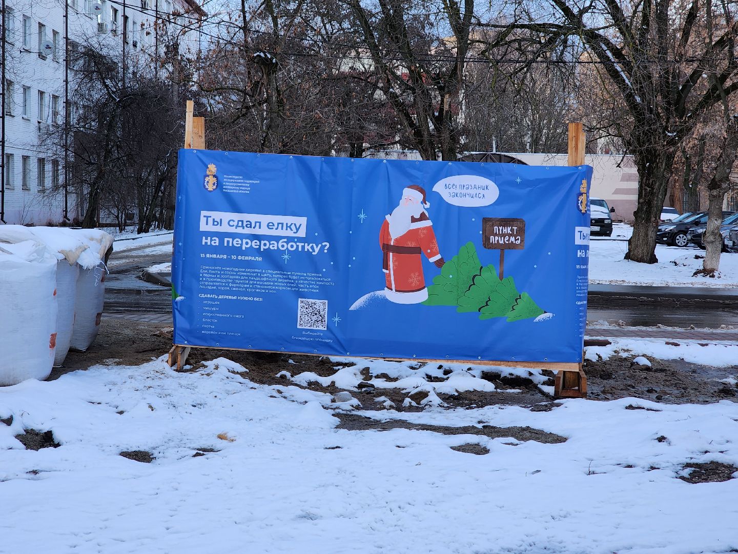 раменское, экология, акция по сбору старых живых новогодних елей,