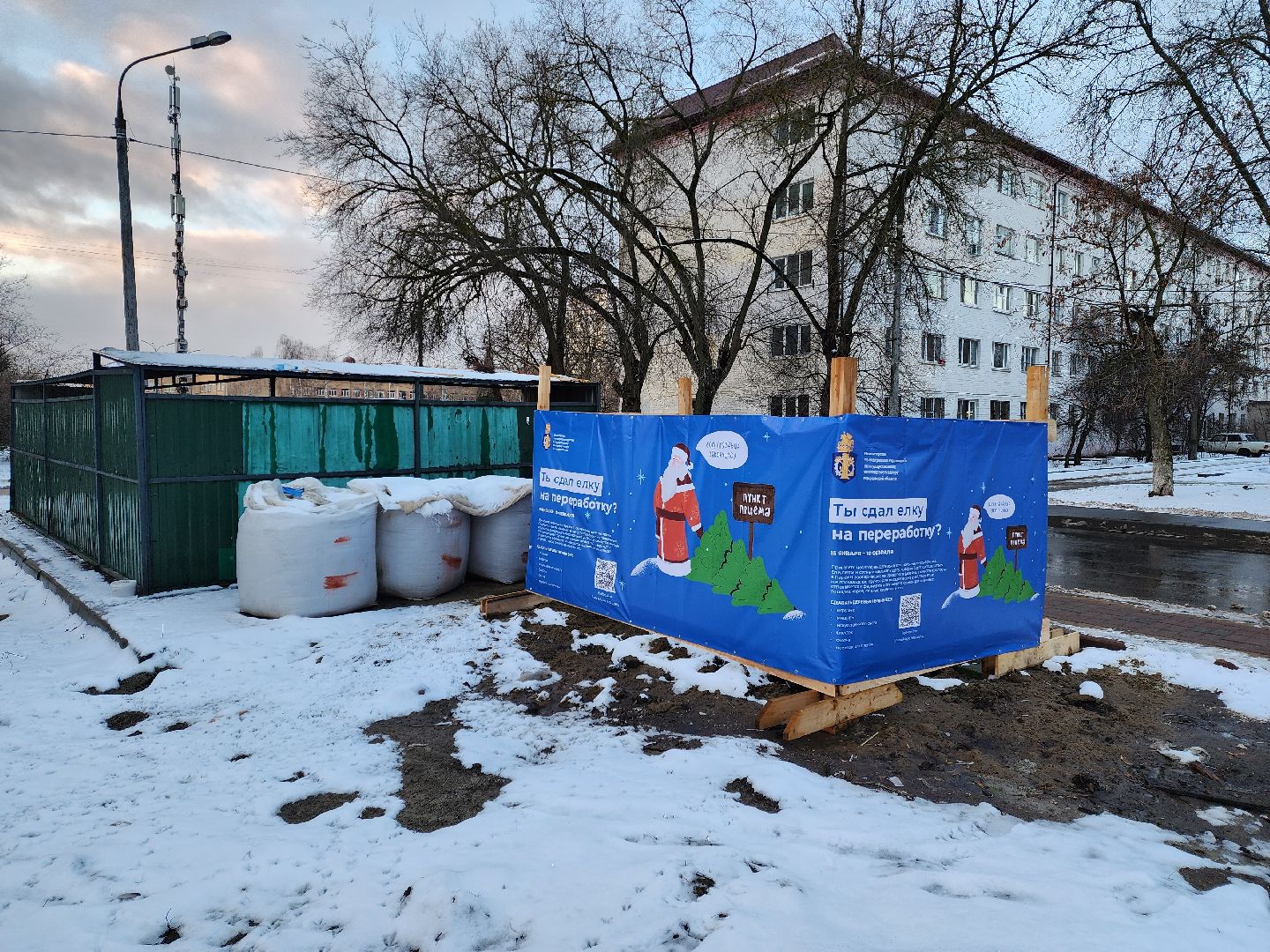 раменское, экология, акция по сбору старых живых новогодних елей,