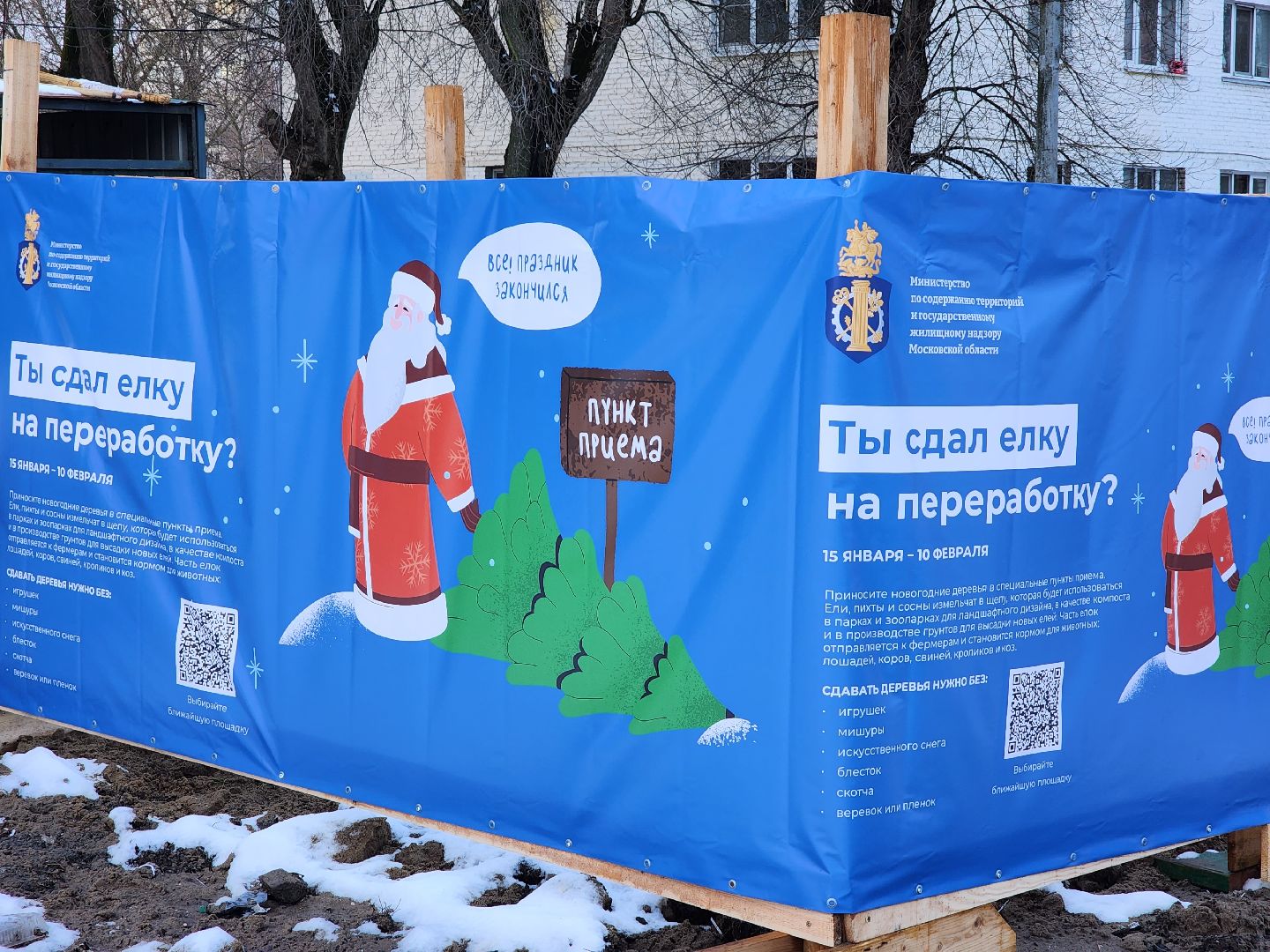 раменское, экология, акция по сбору старых живых новогодних елей,