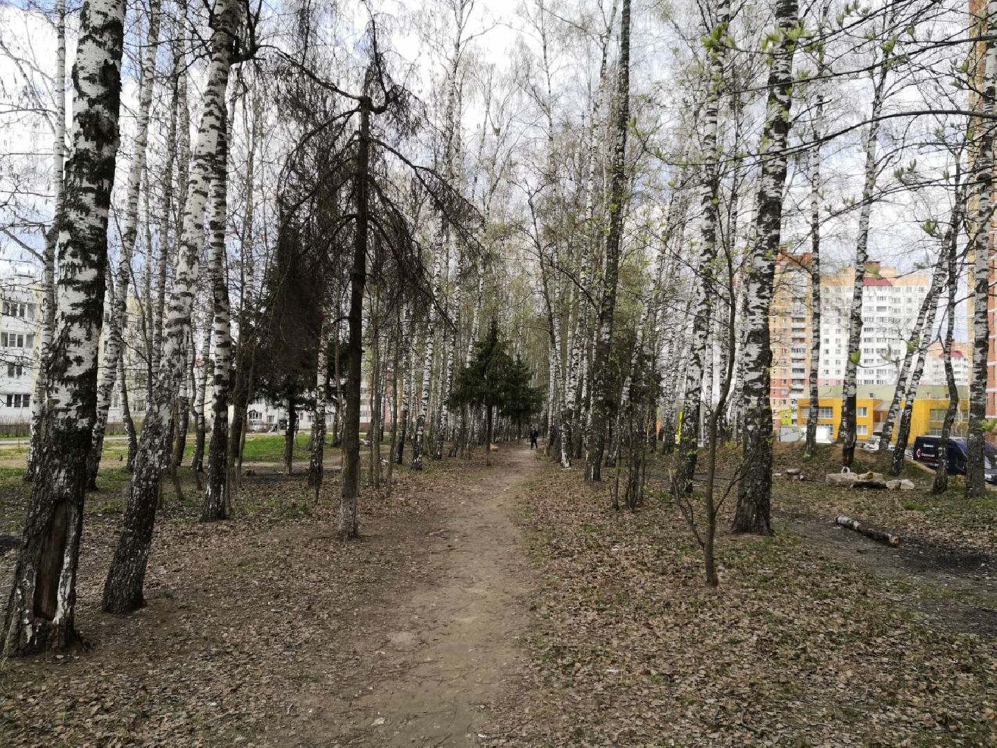 берёзовая роща, дедовск, парк, благоустройство