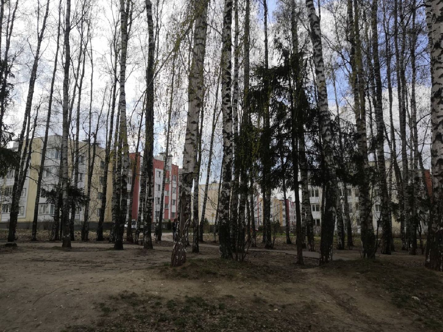 берёзовая роща, дедовск, парк, благоустройство