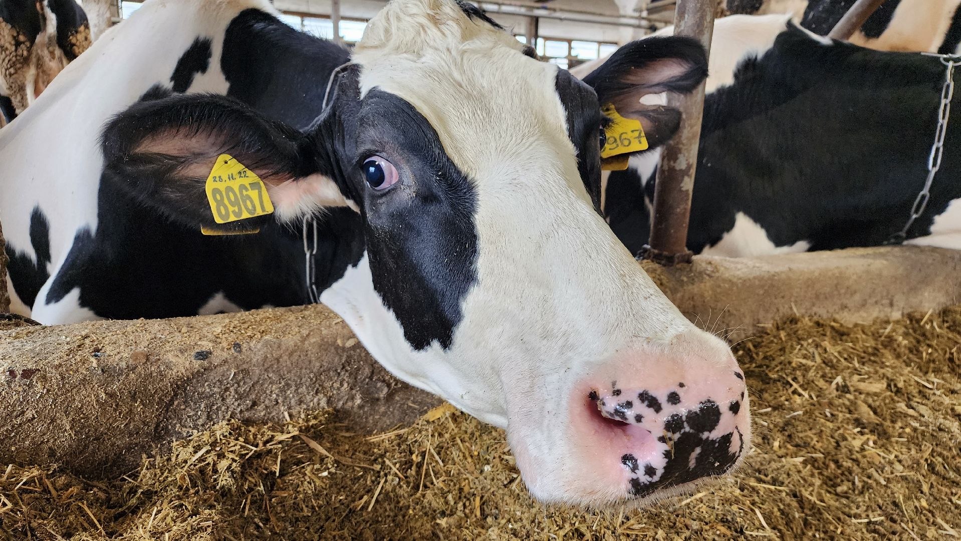 животноводство, производство молока, АО Ногинское, рабочий поселок Обухово, Богородский городской округ,