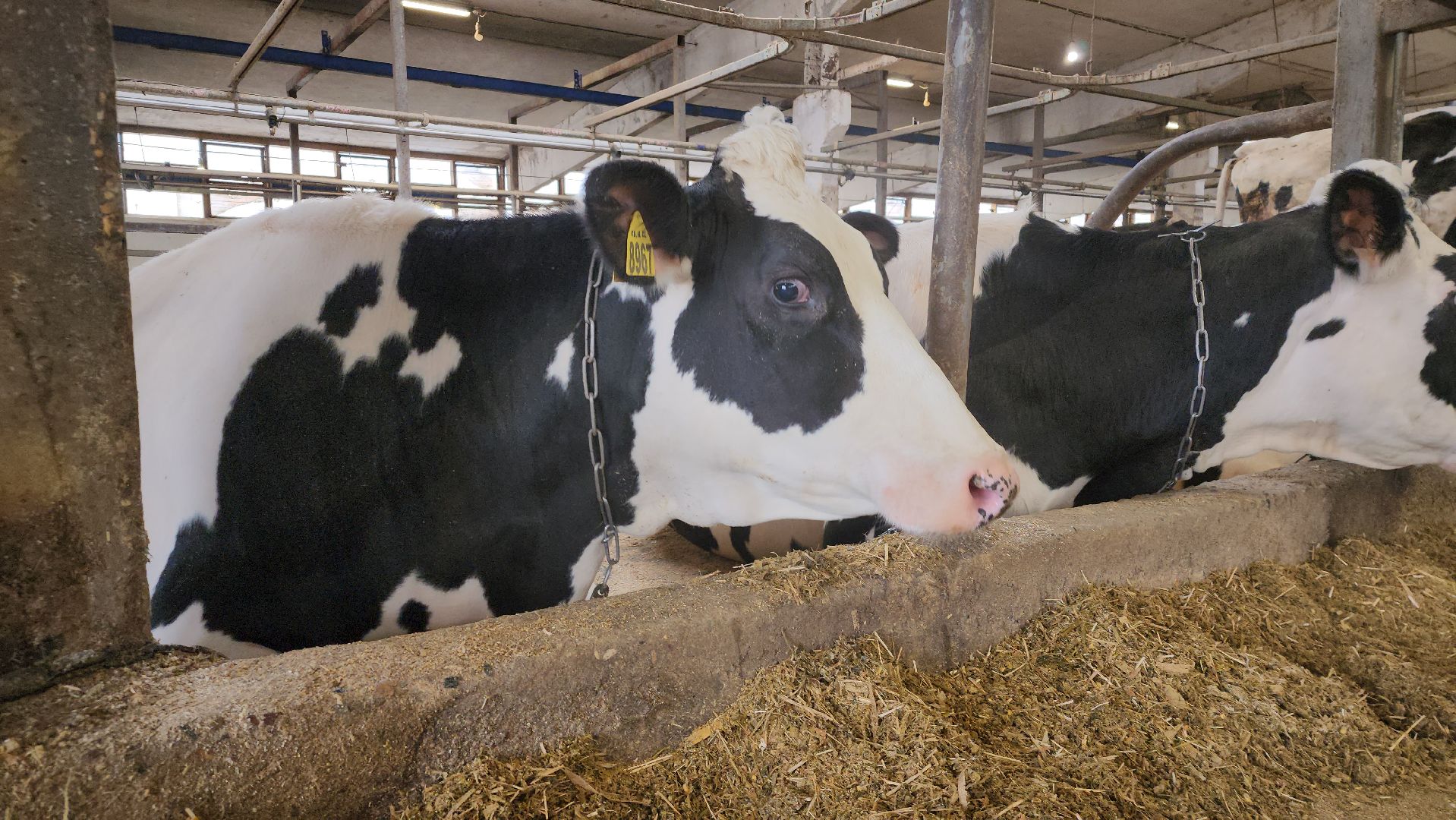 животноводство, производство молока, АО Ногинское, рабочий поселок Обухово, Богородский городской округ,