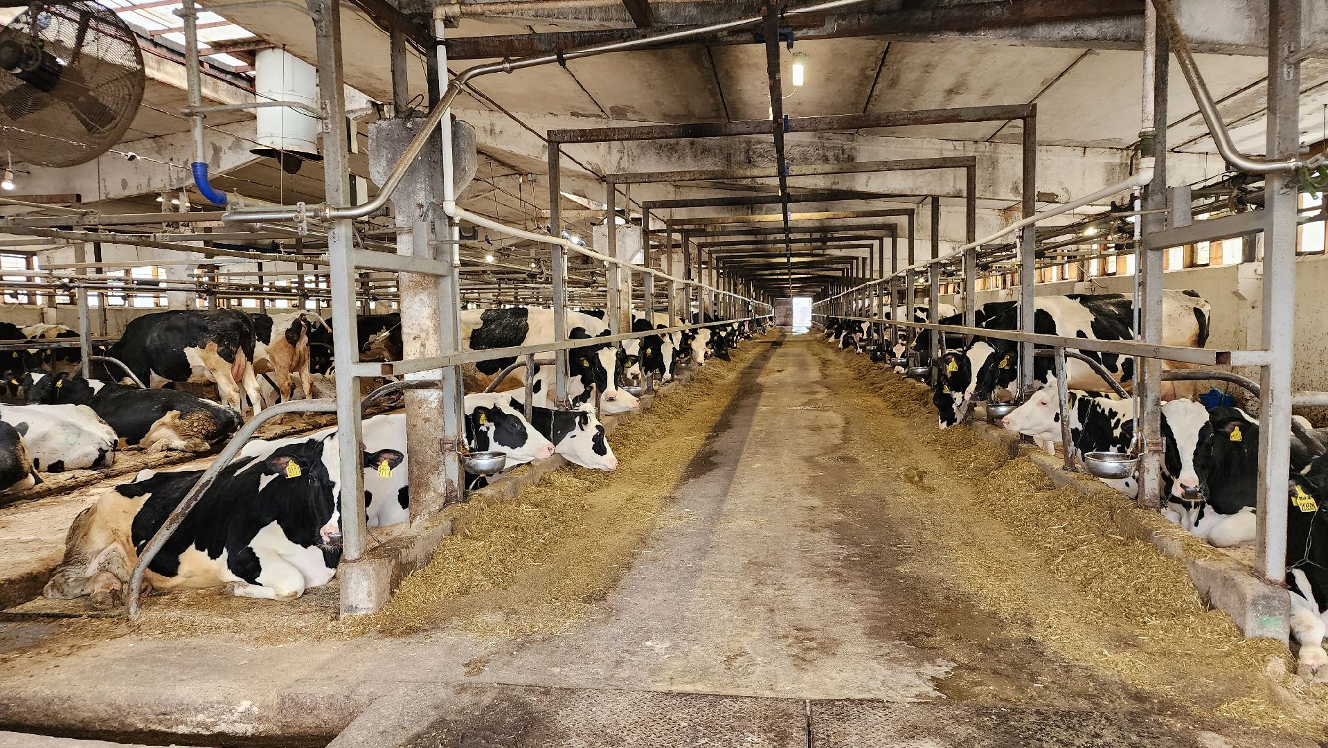 животноводство, производство молока, АО Ногинское, рабочий поселок Обухово, Богородский городской округ,