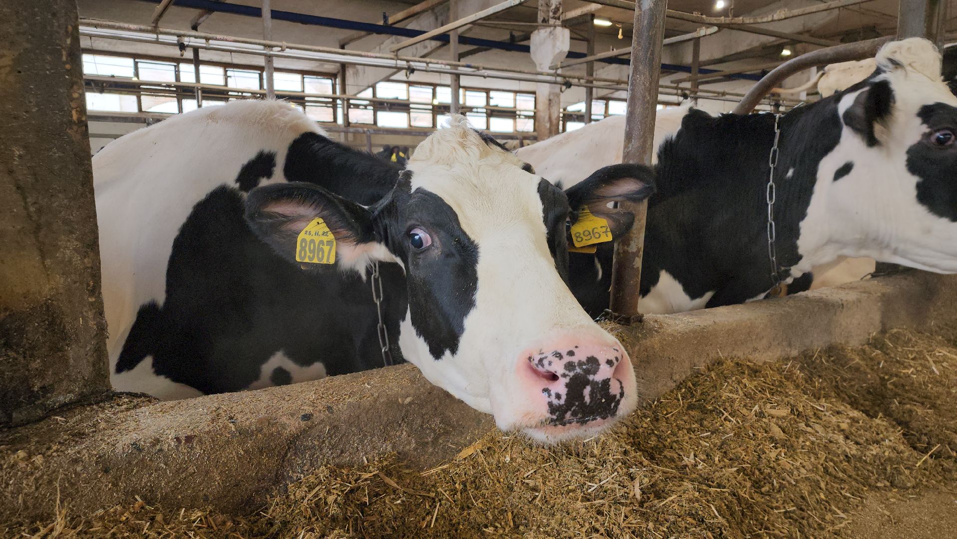 животноводство, производство молока, АО Ногинское, рабочий поселок Обухово, Богородский городской округ,