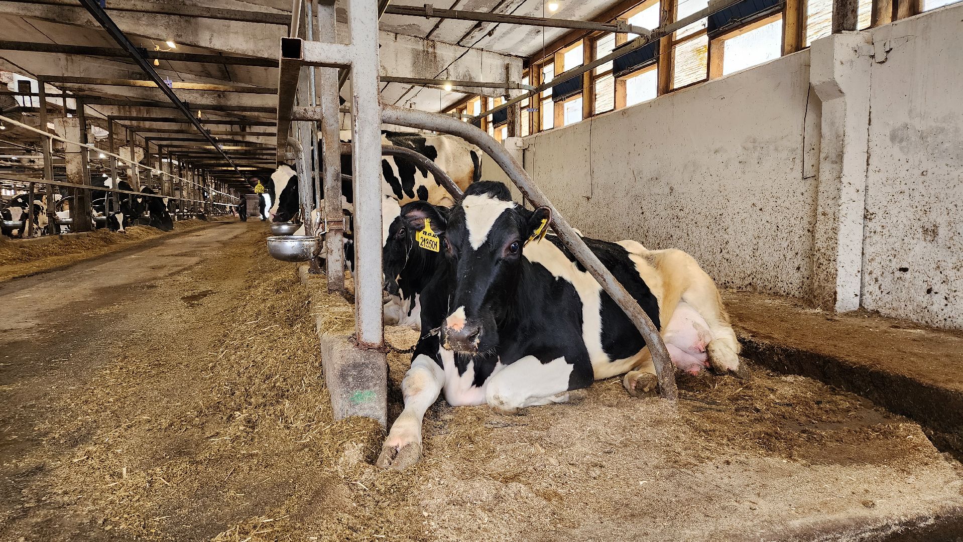 животноводство, производство молока, АО Ногинское, рабочий поселок Обухово, Богородский городской округ,