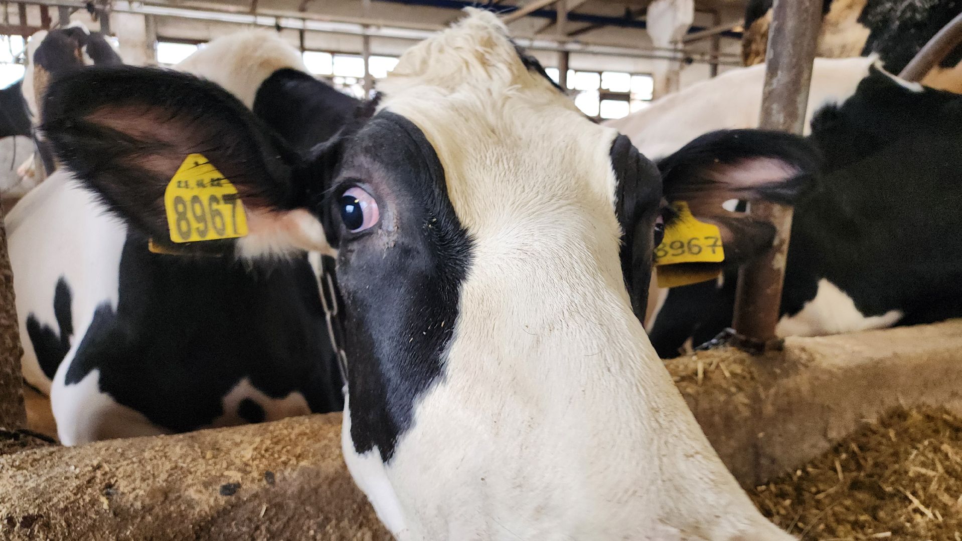 животноводство, производство молока, АО Ногинское, рабочий поселок Обухово, Богородский городской округ,