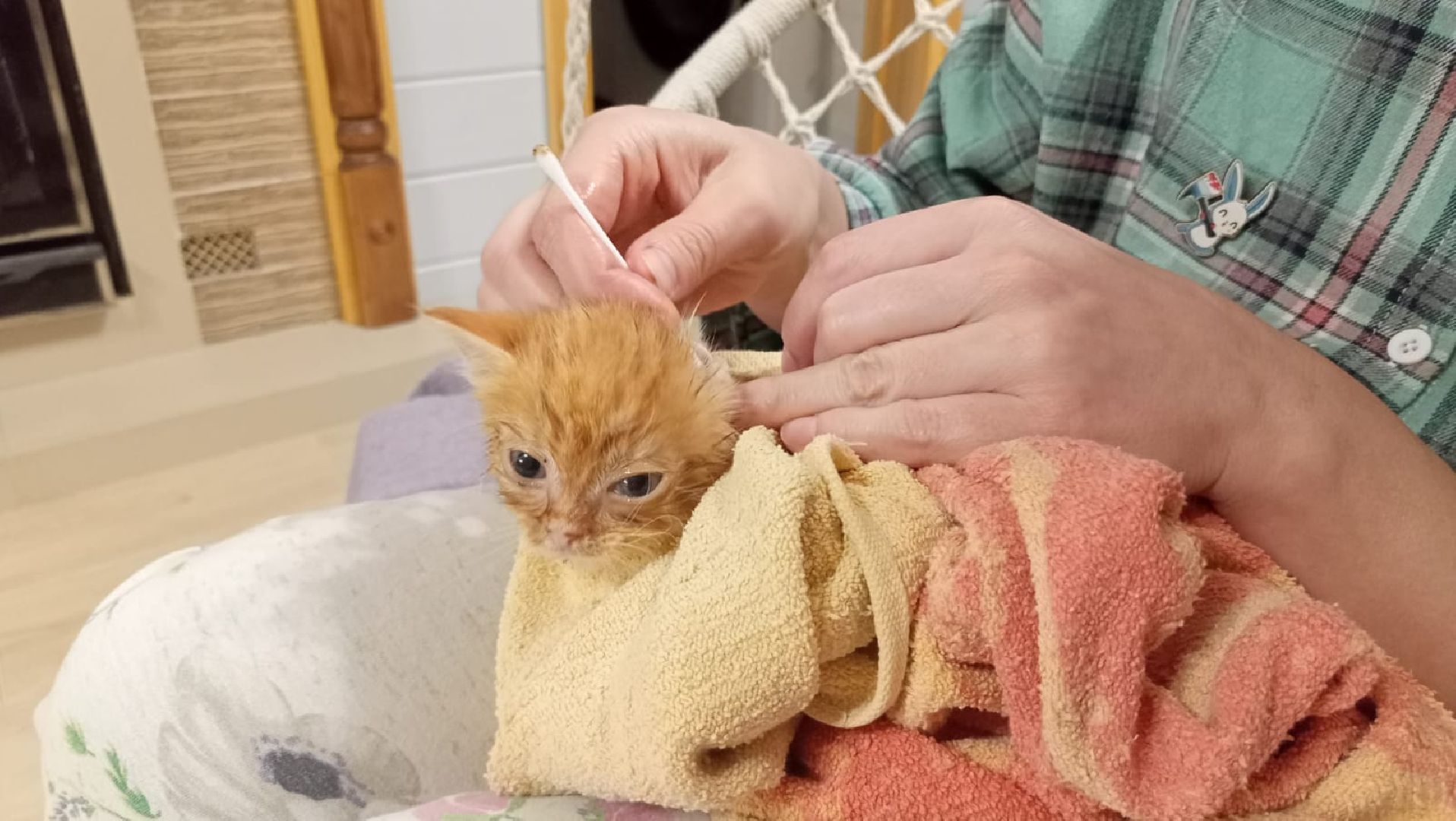 Рузский городской округ, Руза, кот, котенок, бездомные животные, помощь, клуб реконструкции