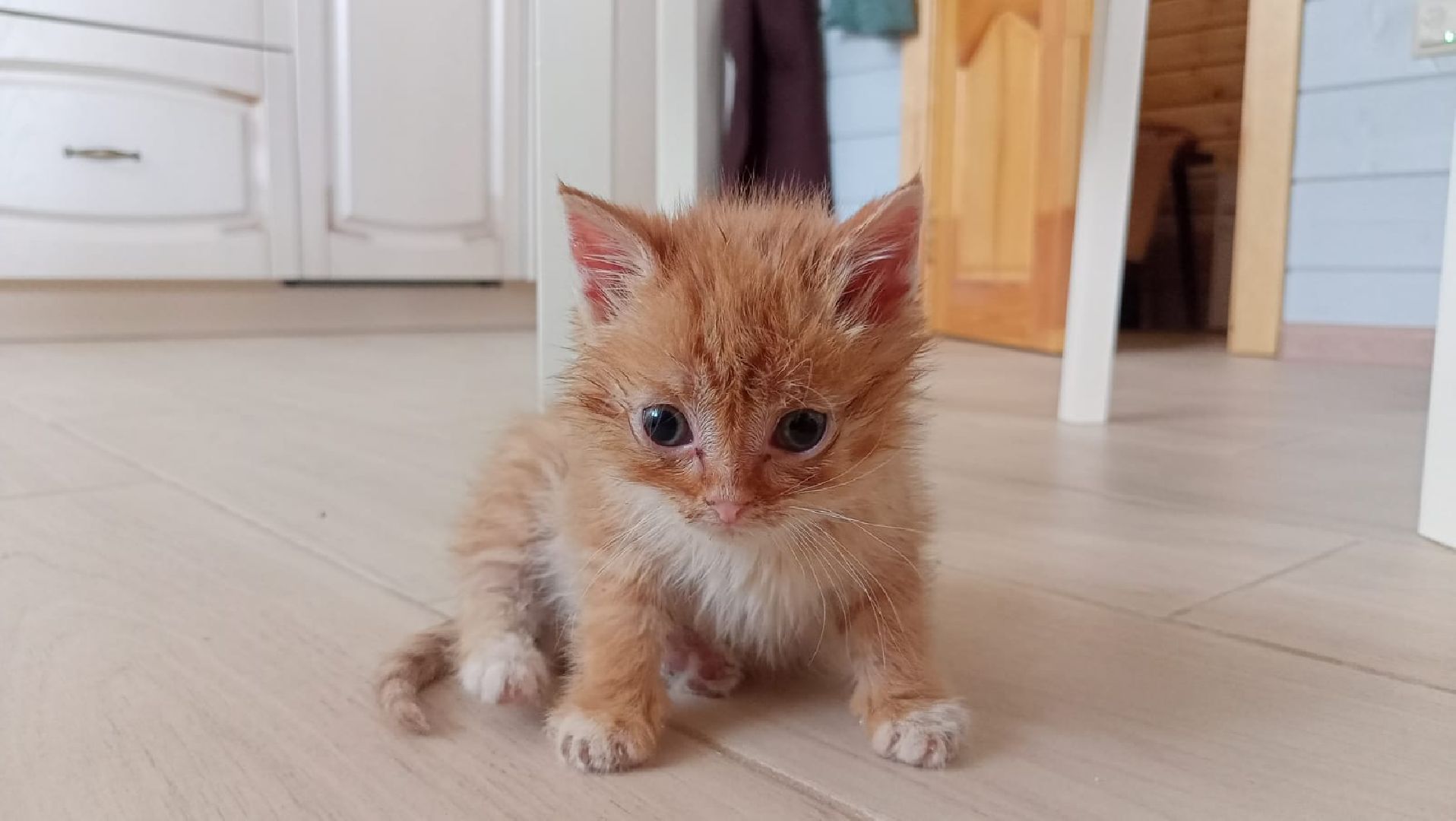 Рузский городской округ, Руза, кот, котенок, бездомные животные, помощь, клуб реконструкции