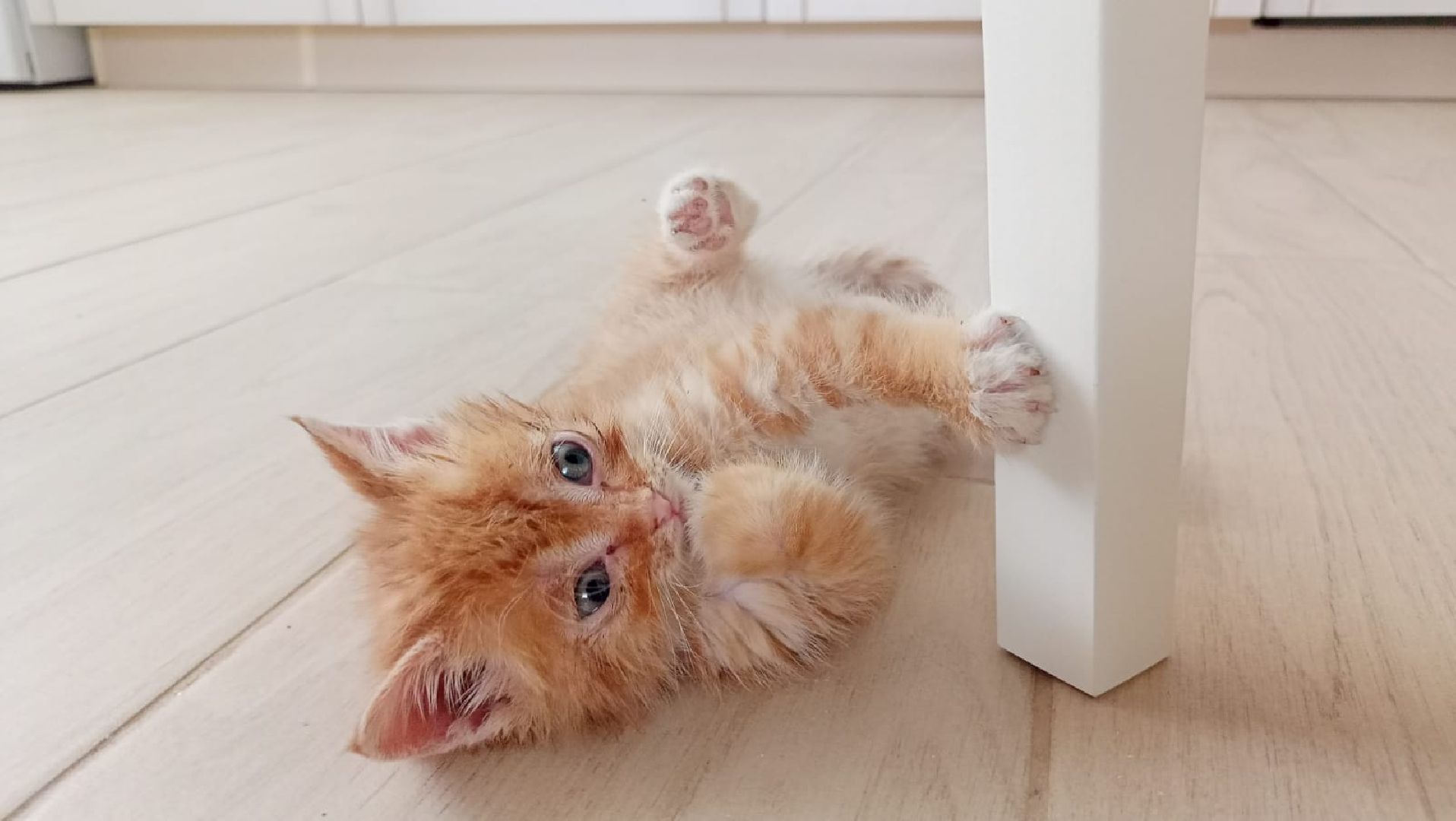 Рузский городской округ, Руза, кот, котенок, бездомные животные, помощь, клуб реконструкции