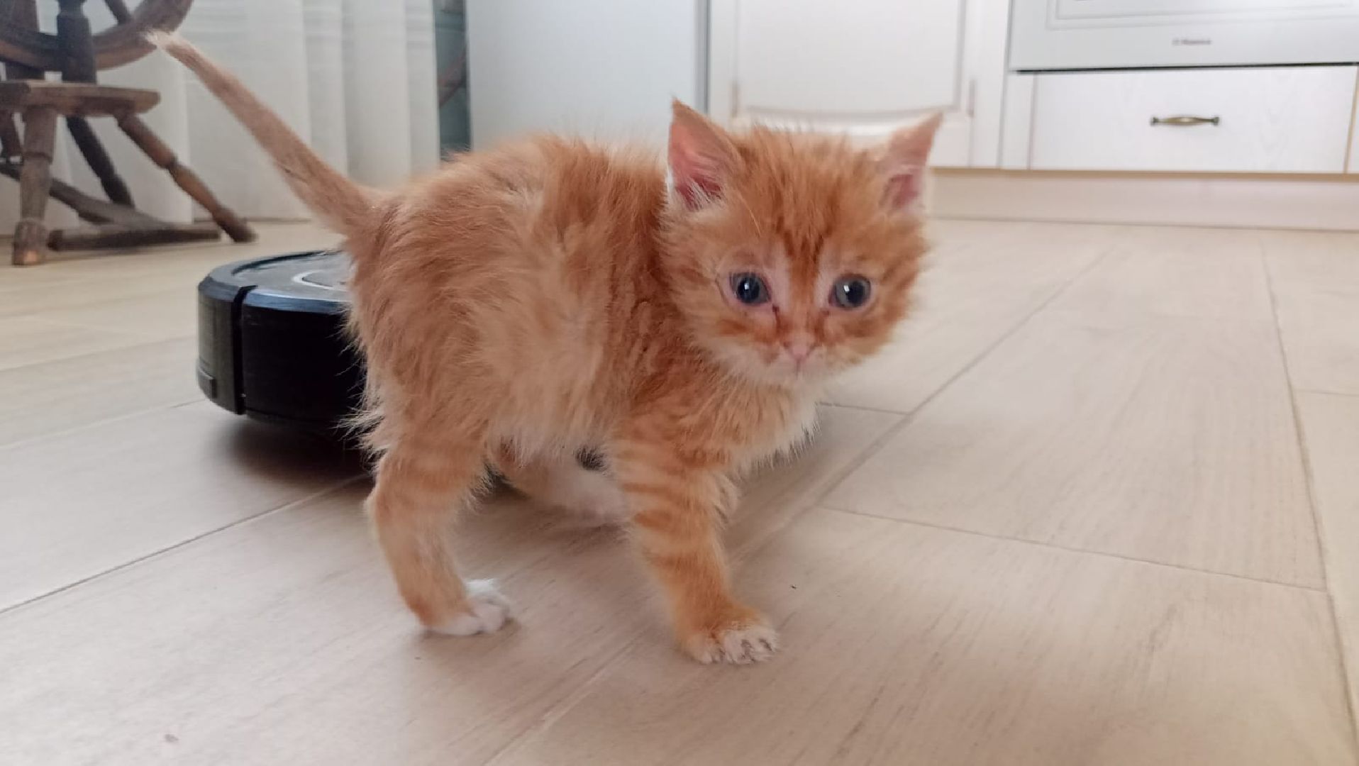 Рузский городской округ, Руза, кот, котенок, бездомные животные, помощь, клуб реконструкции