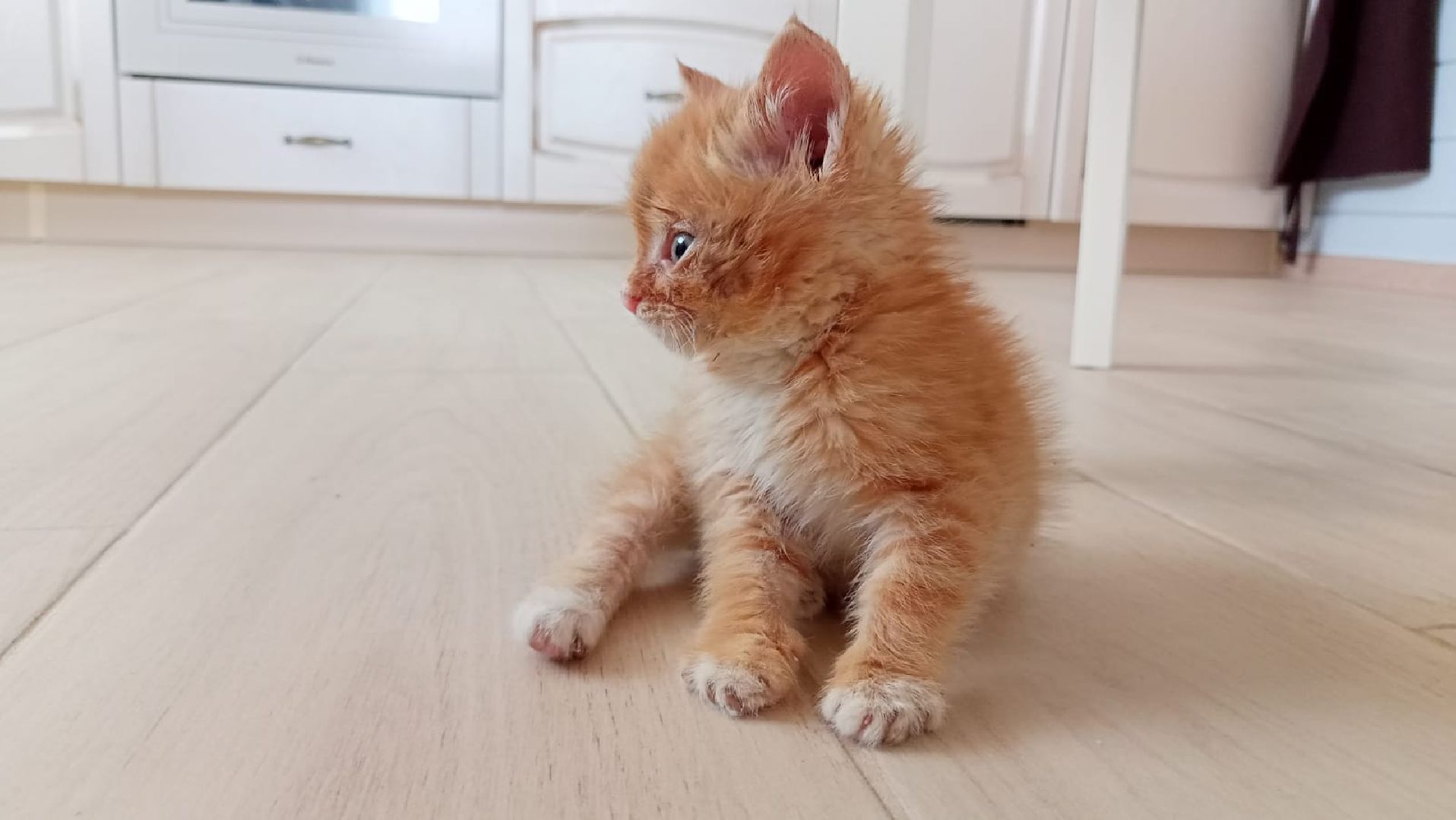 Рузский городской округ, Руза, кот, котенок, бездомные животные, помощь, клуб реконструкции