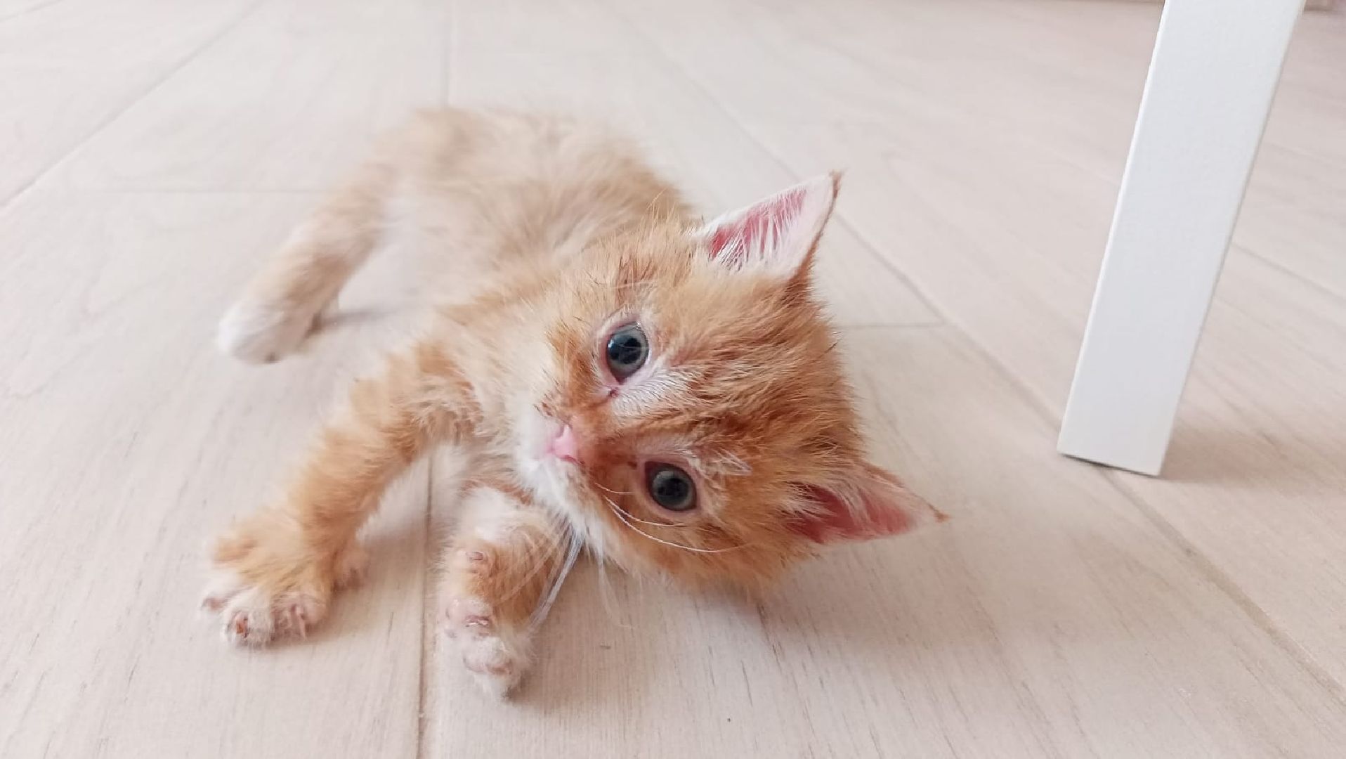 Рузский городской округ, Руза, кот, котенок, бездомные животные, помощь, клуб реконструкции