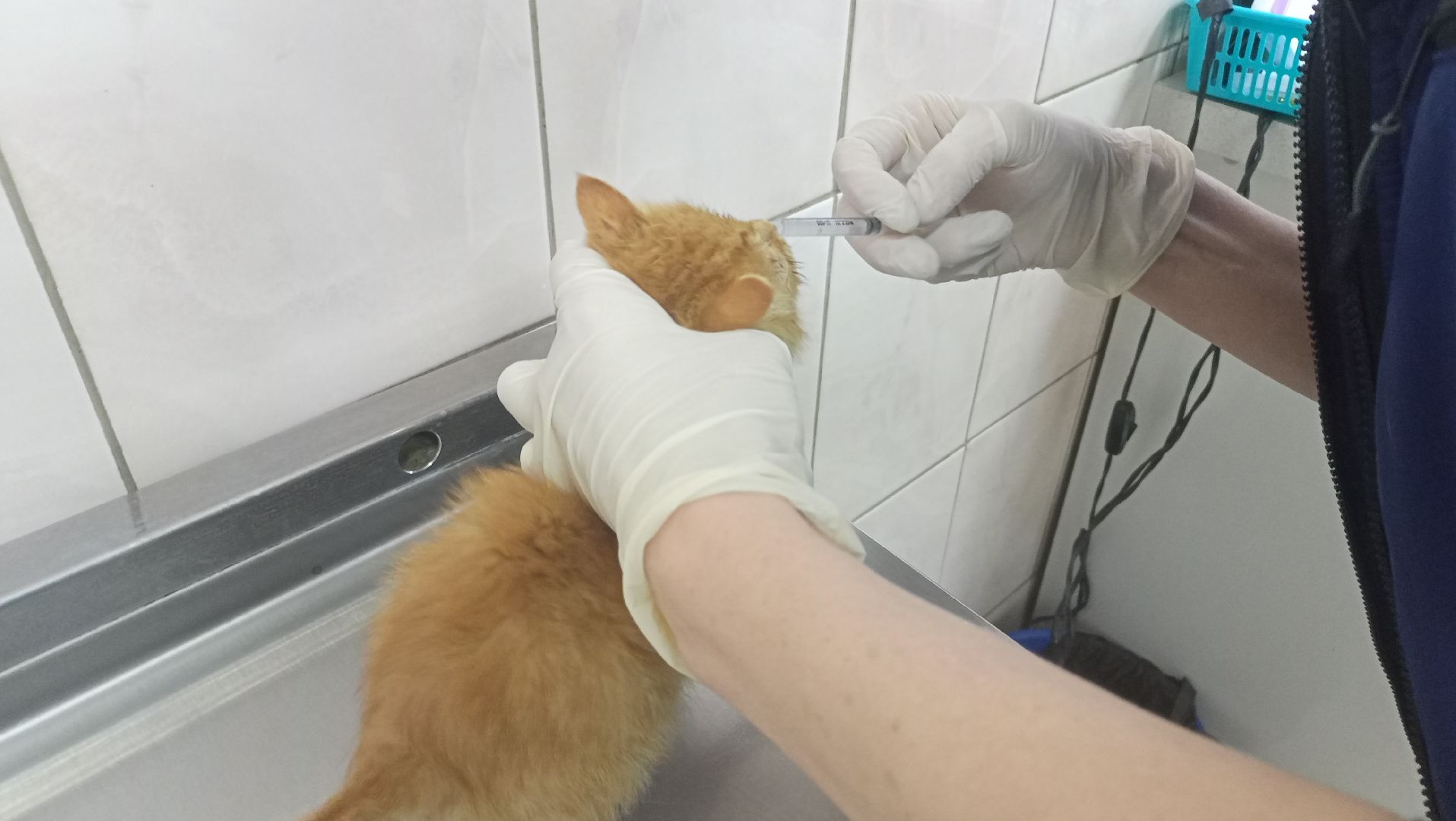 Рузский городской округ, Руза, кот, котенок, бездомные животные, помощь, клуб реконструкции