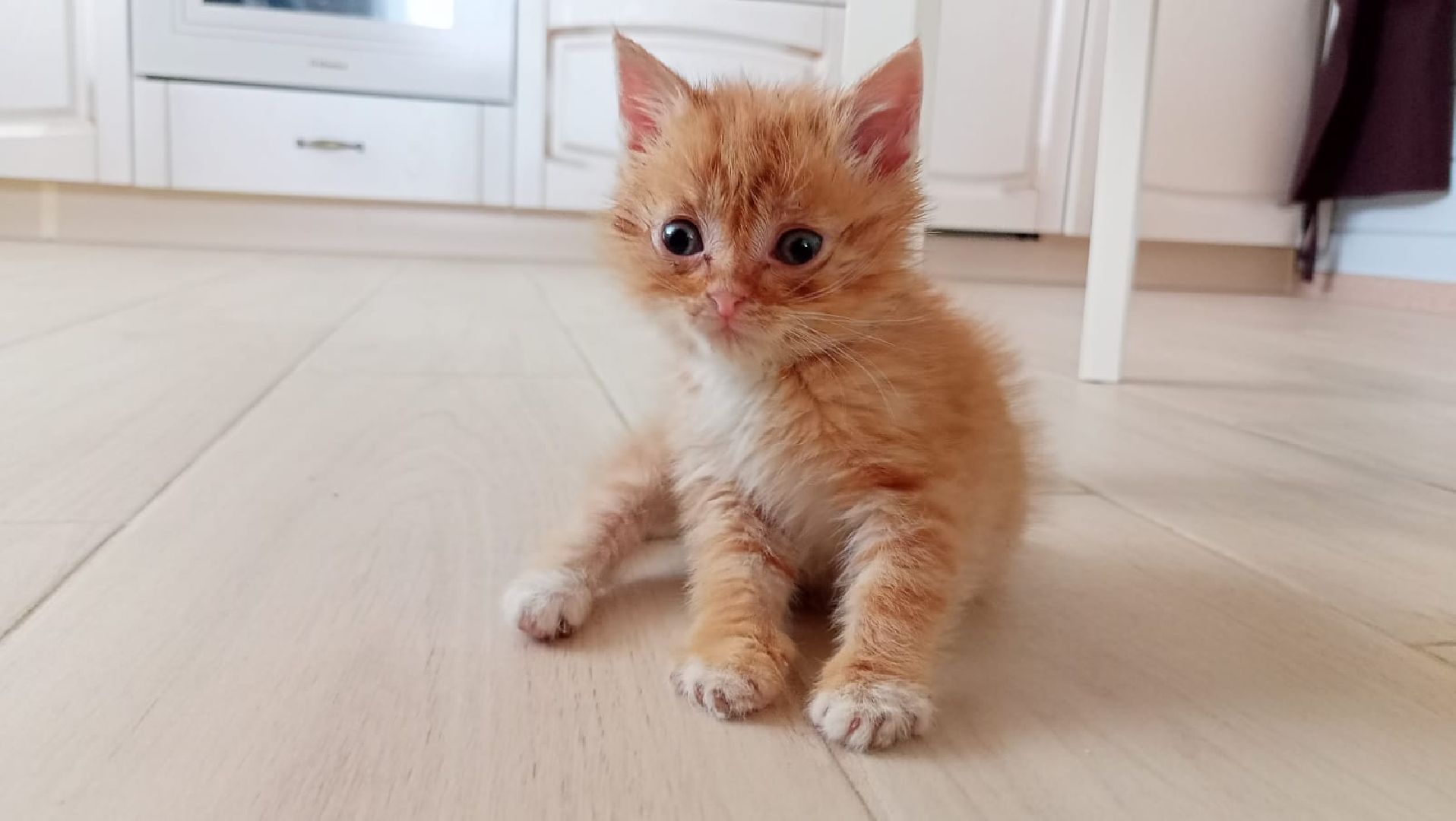 Рузский городской округ, Руза, кот, котенок, бездомные животные, помощь, клуб реконструкции