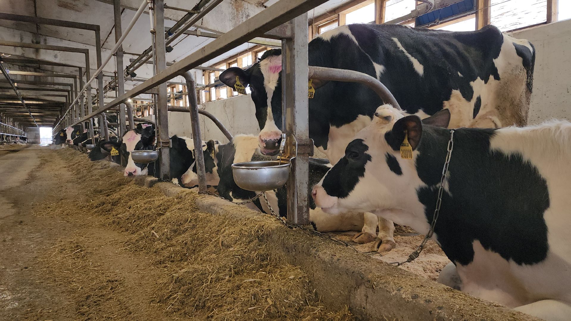 животноводство, производство молока, АО Ногинское, Обухово, Богородский городской округ,