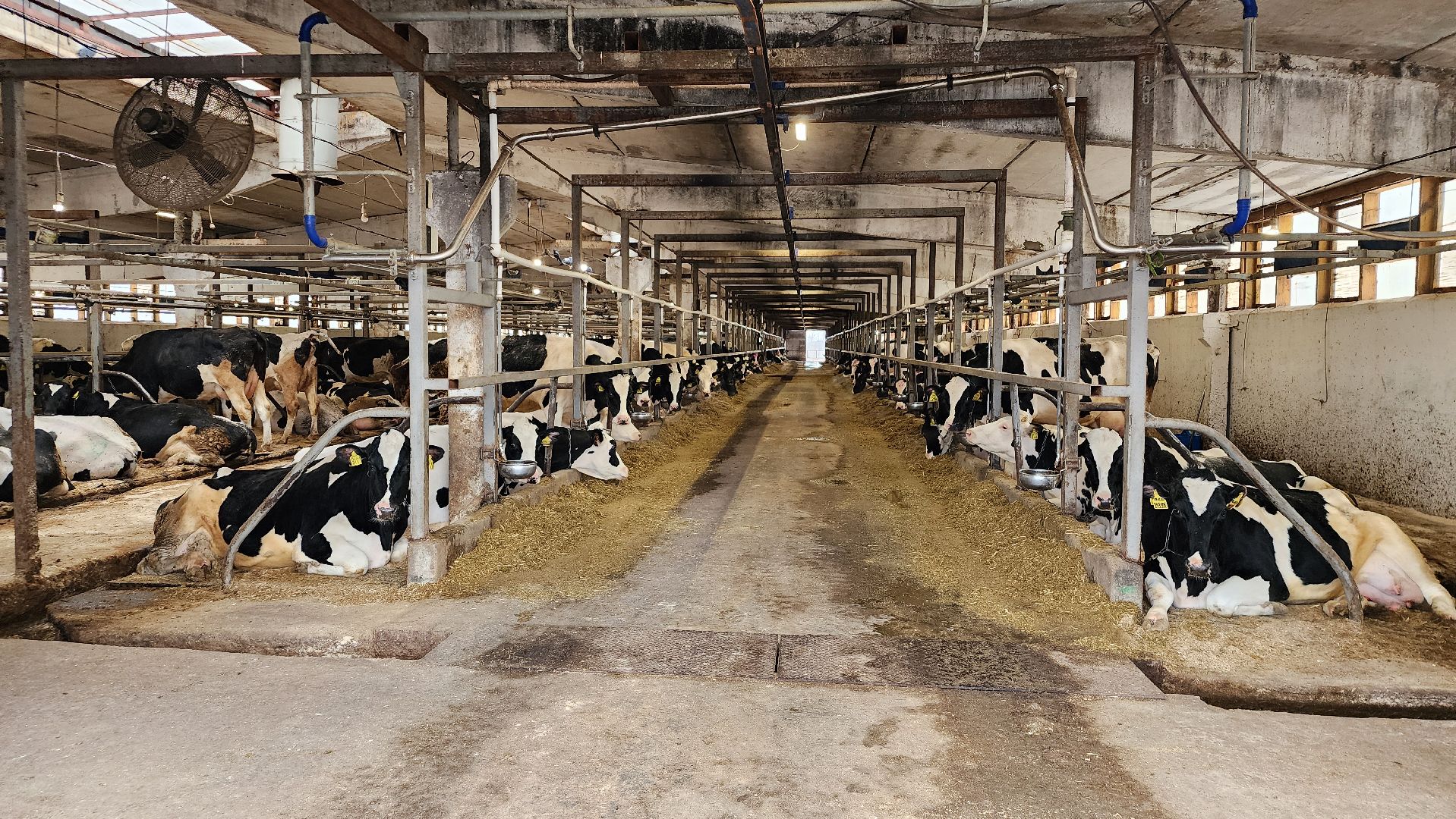 животноводство, производство молока, АО Ногинское, Обухово, Богородский городской округ,